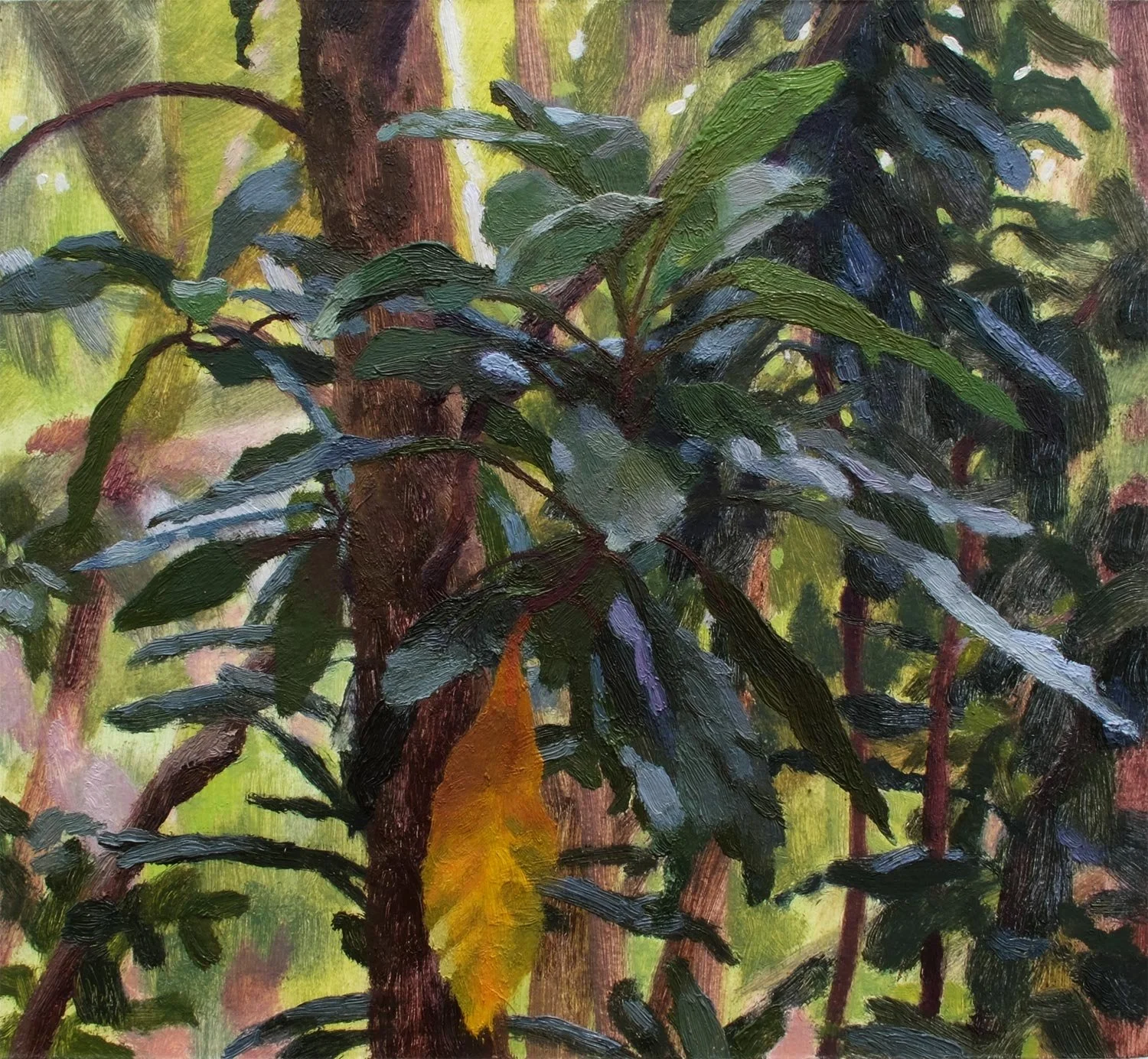 Parapara tree