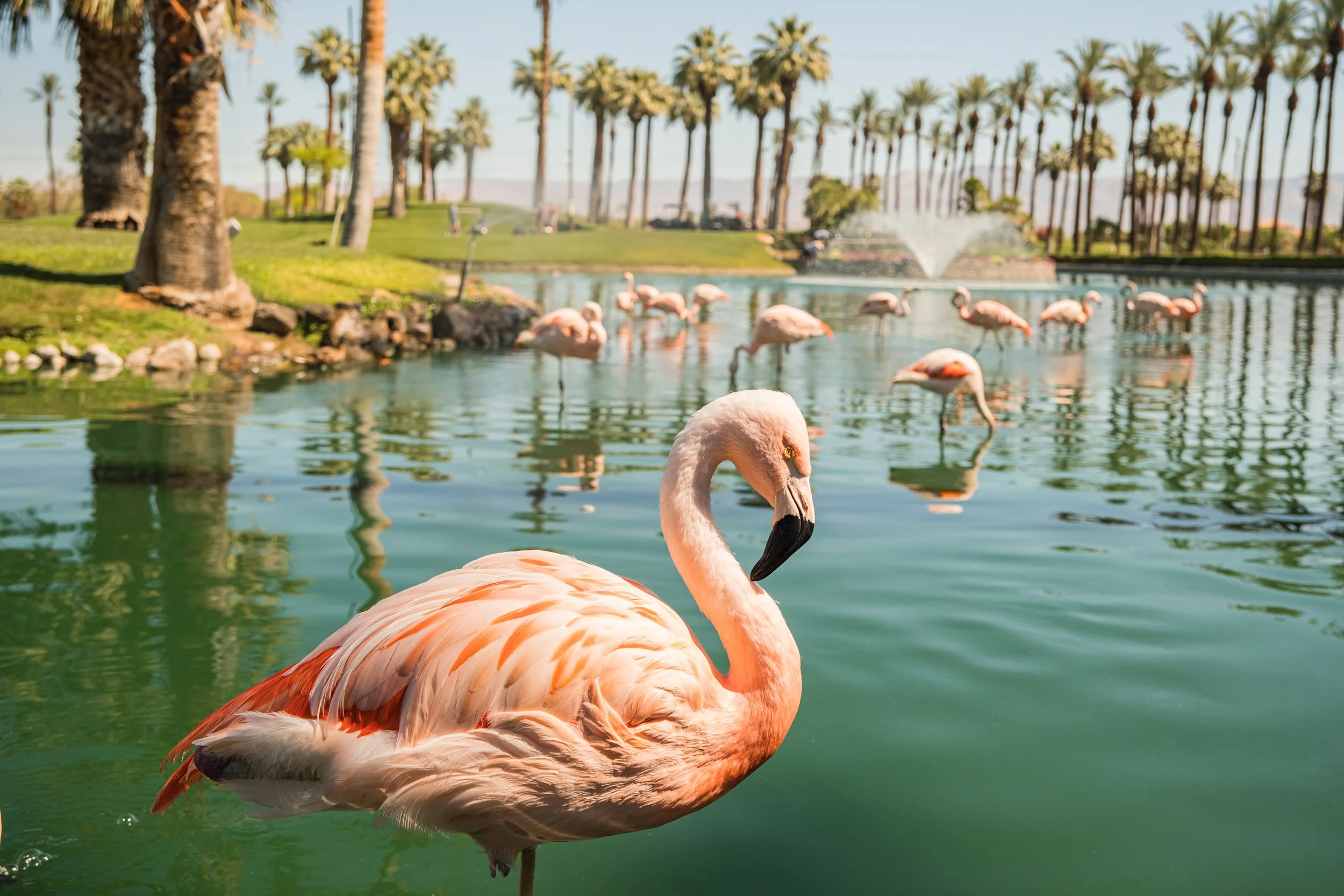 THE CITY OF PALM DESERT