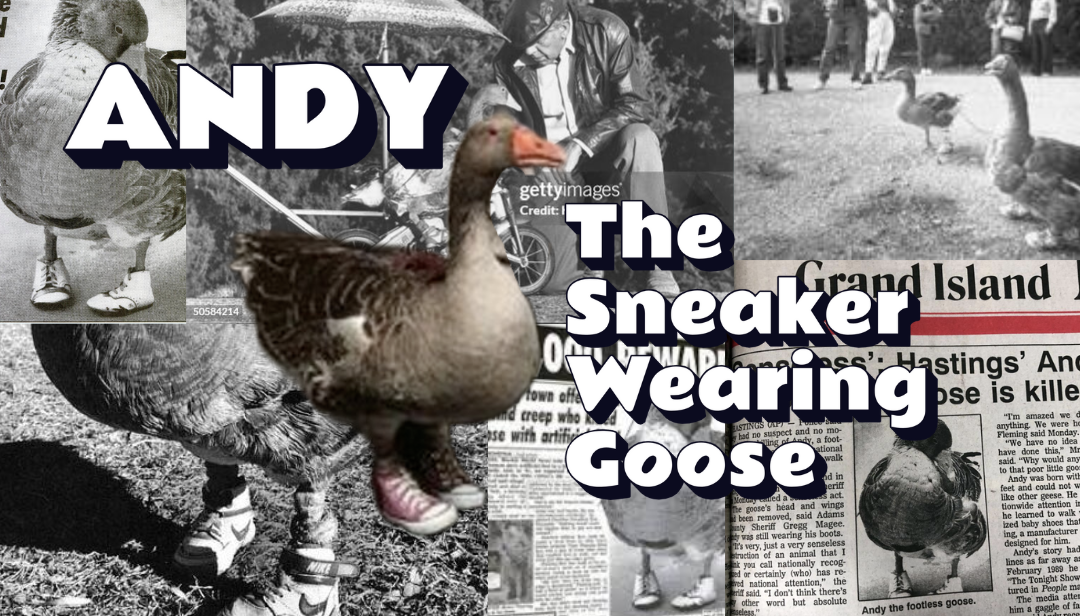 Andy, the Sneaker-Wearing Goose: What His Story Says About the Lives of the Disabled