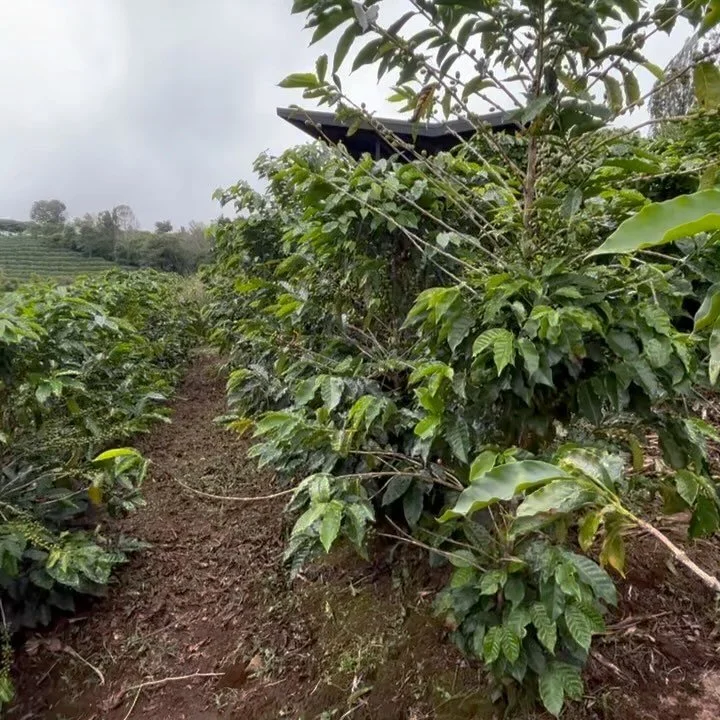 Celebrating our first International Coffee Day since starting this business and feeling all the feelings. Mostly so thankful to be on this amazingly fun journey 🌱☕️