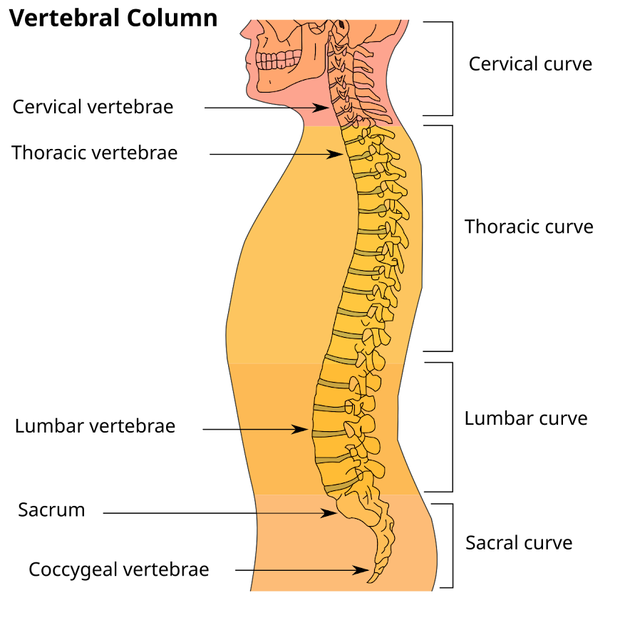 How Posture Affects Your Voice