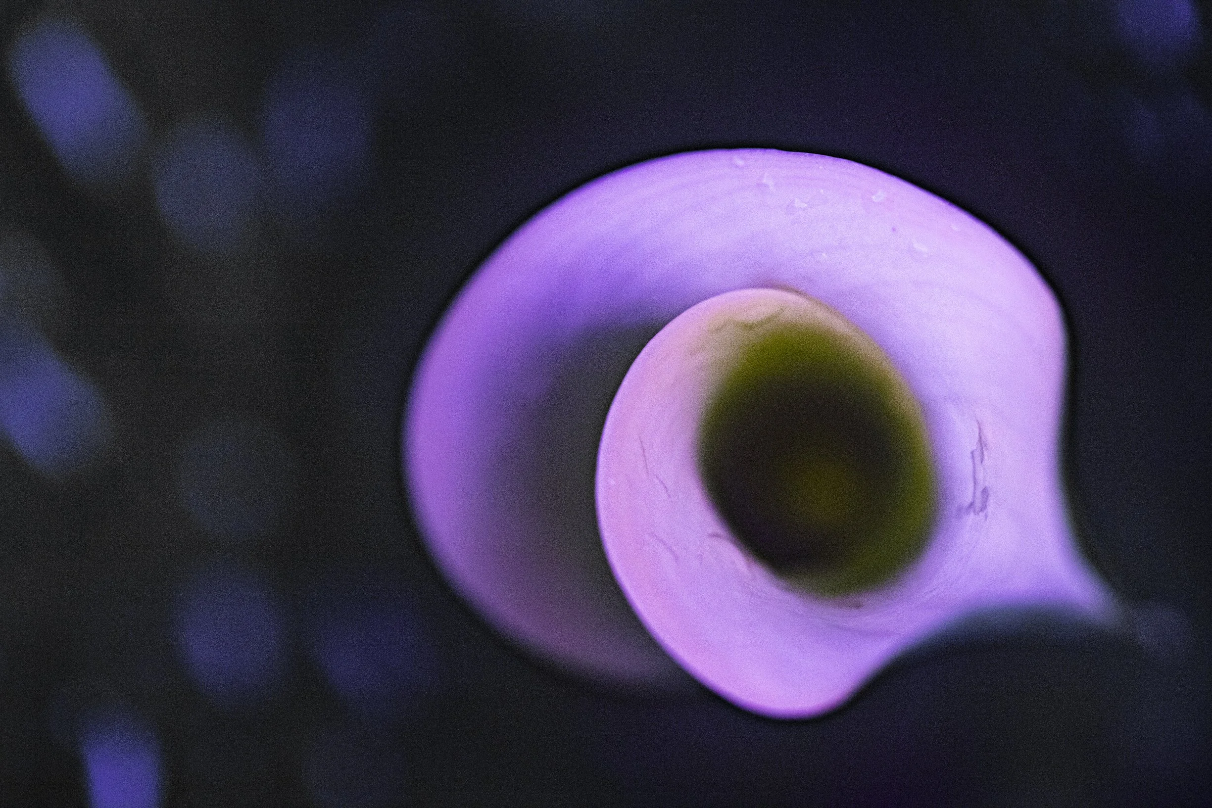 Oculus 2024-9953-2.jpg