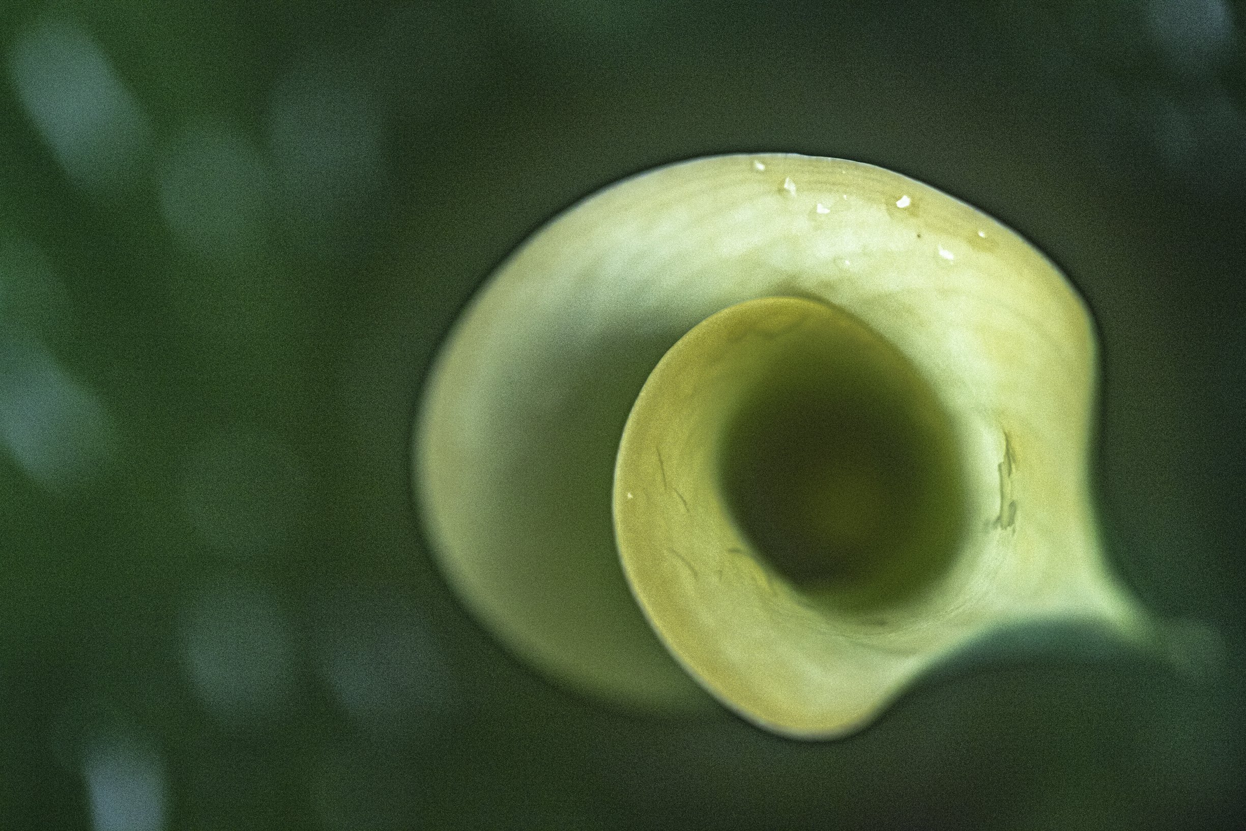 Oculus 2024-9953-3.jpg