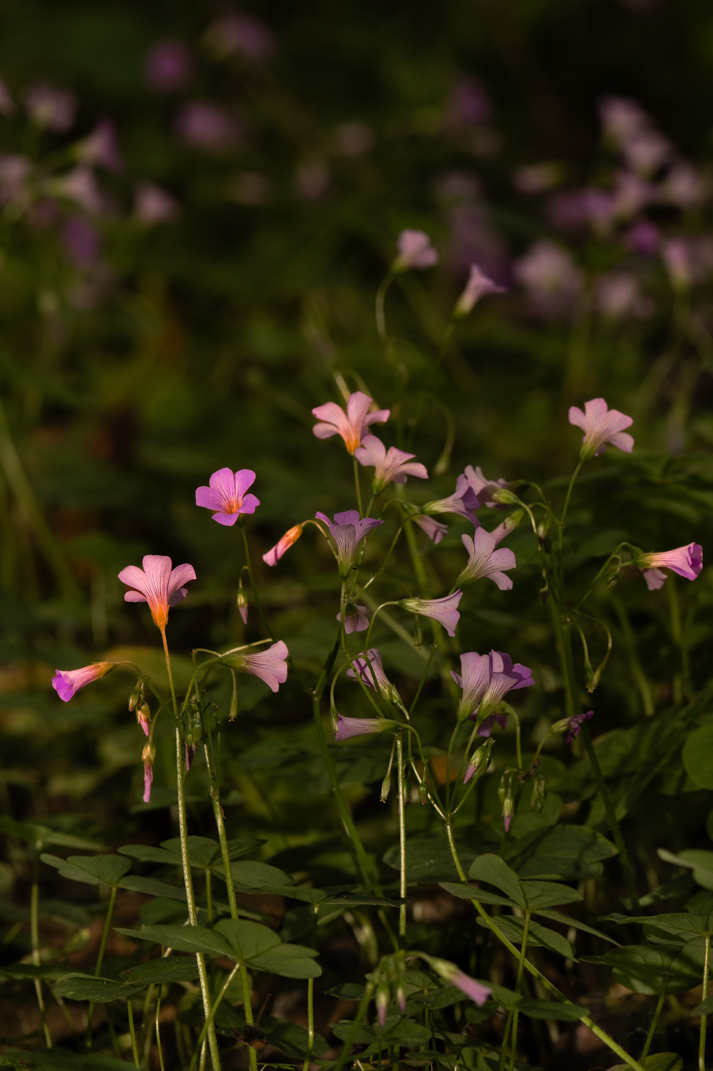_DSC8513.jpeg