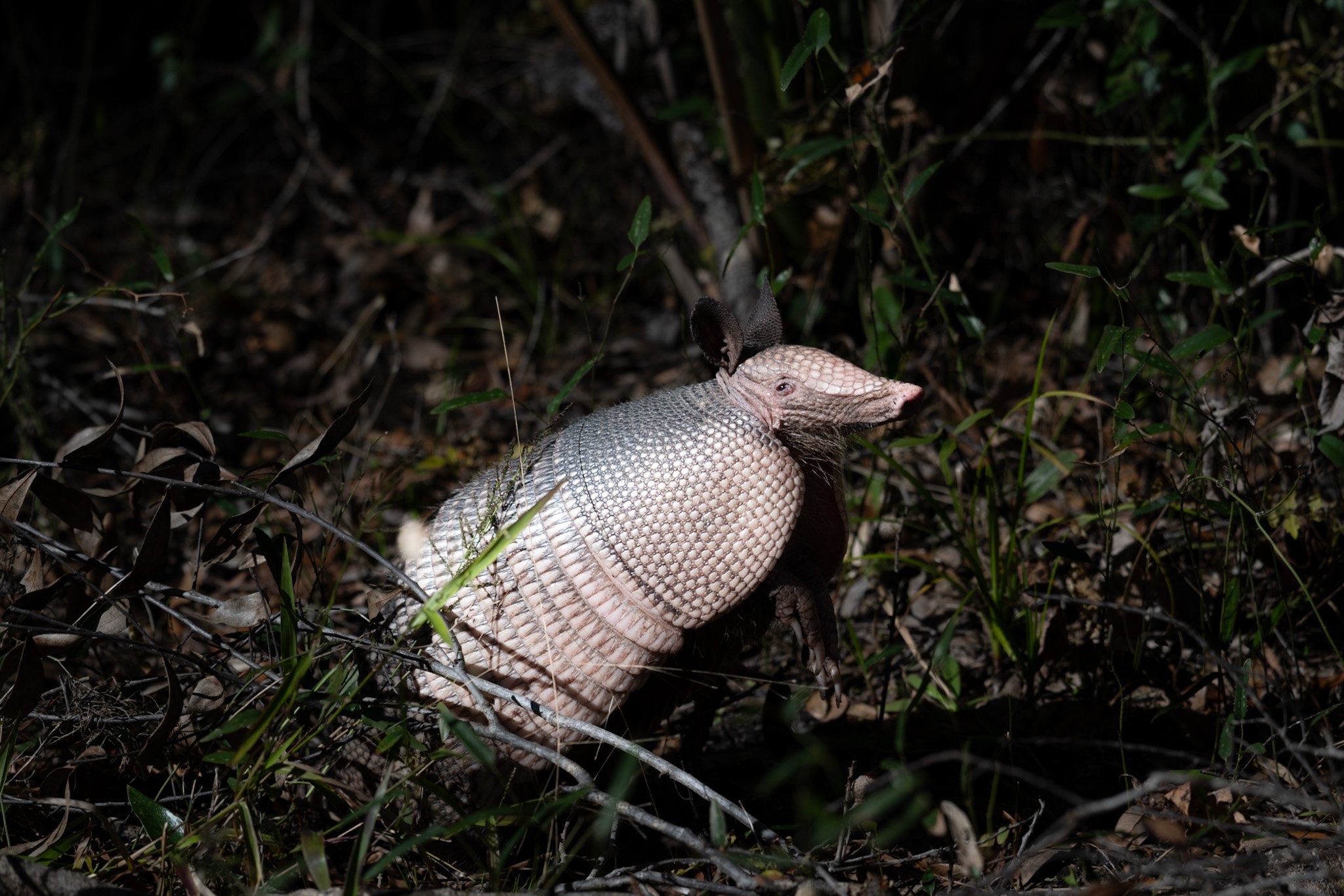 DSC_5238.jpeg