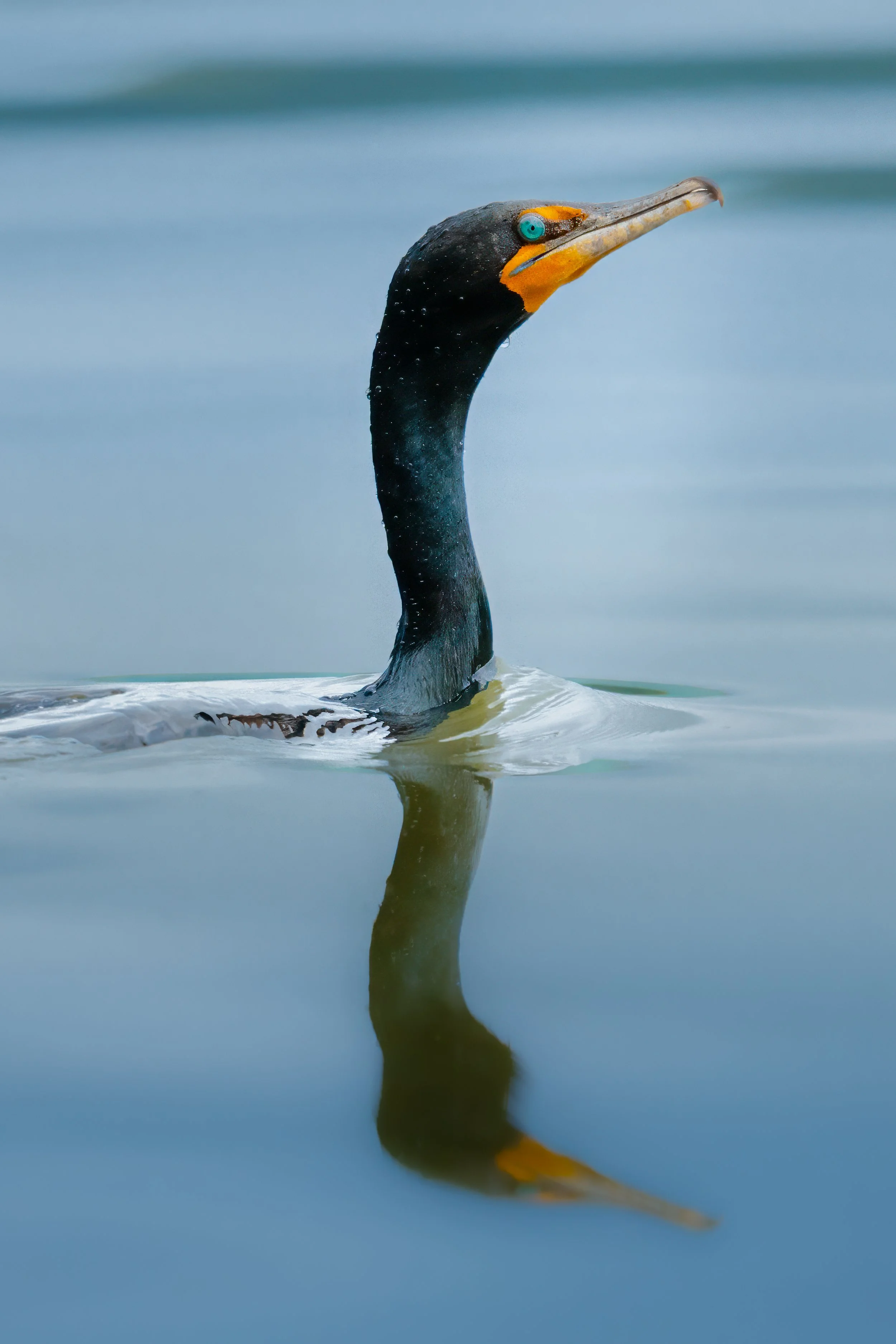 Double Crested Cormorant