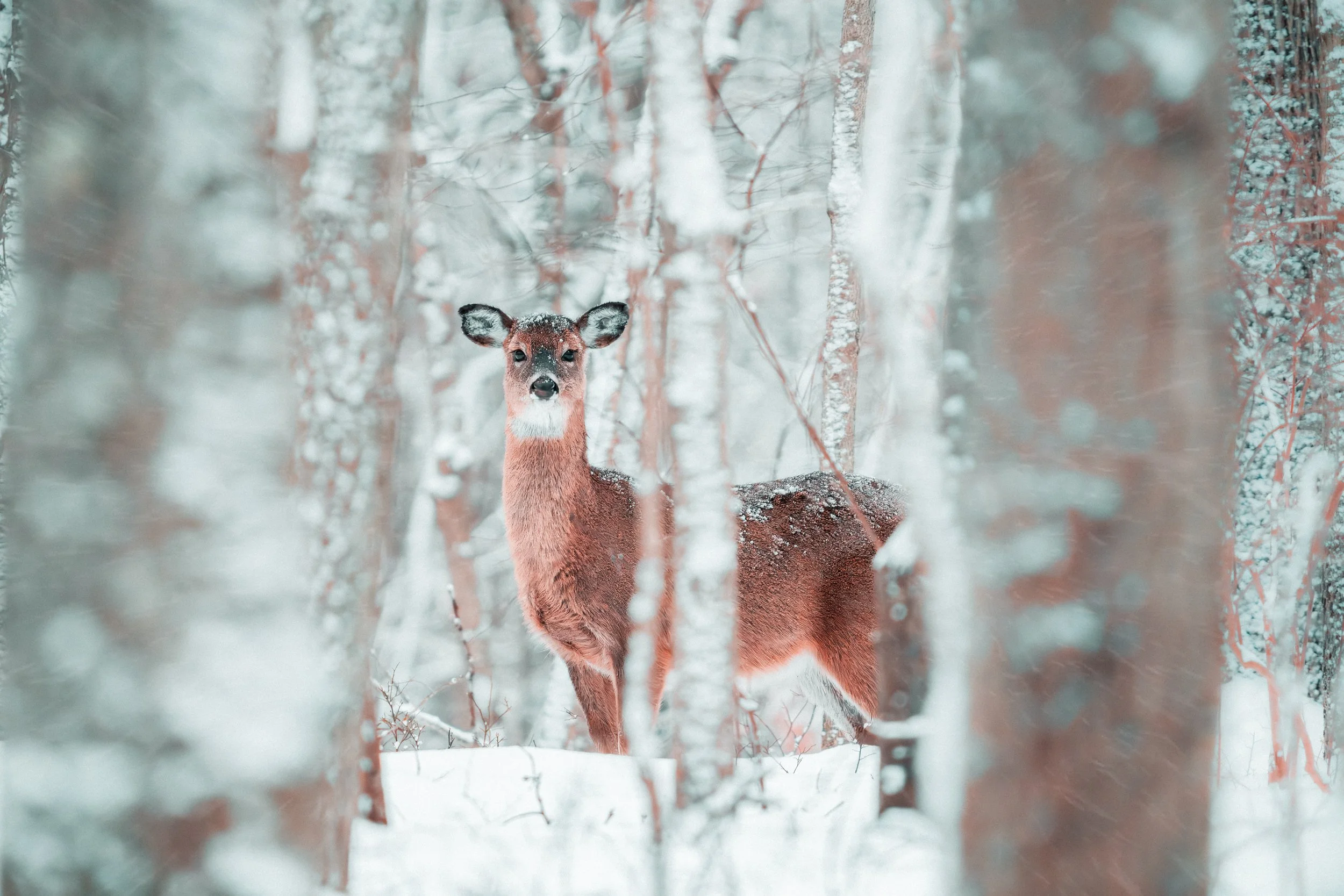 White- Tailed