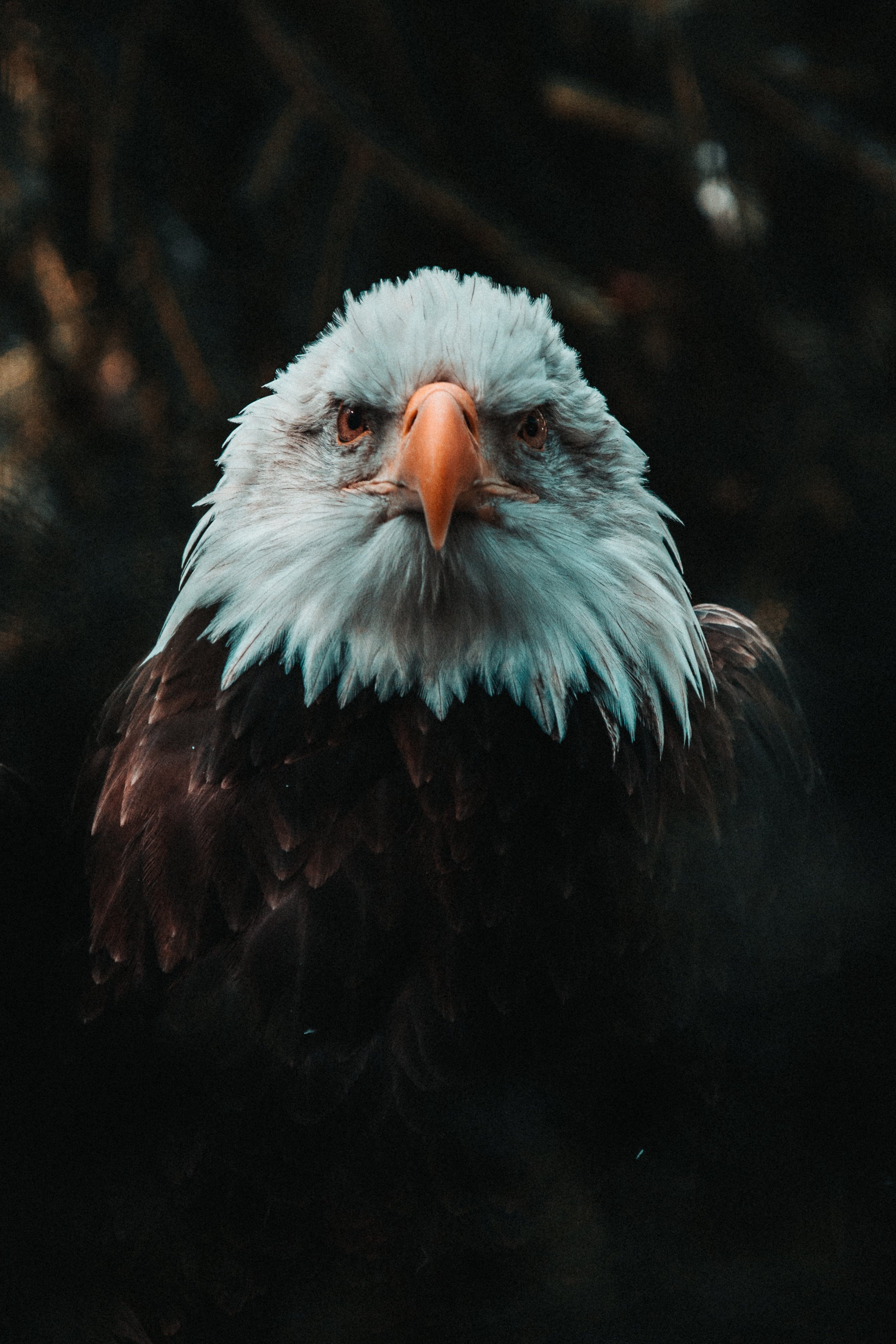 eagle.jpg