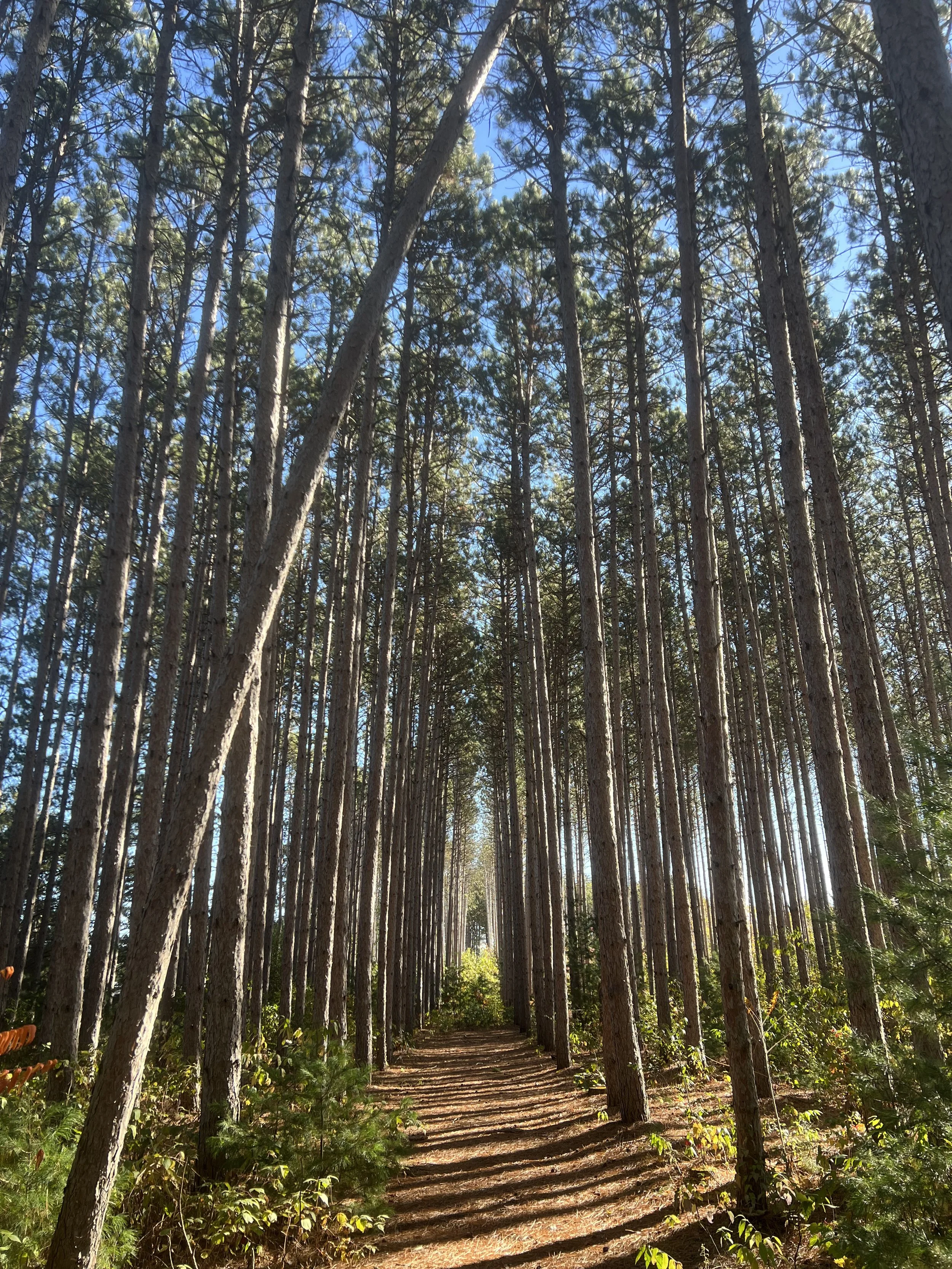 Beautiful tall pines trees on front walking trail at Dell Pines Campground