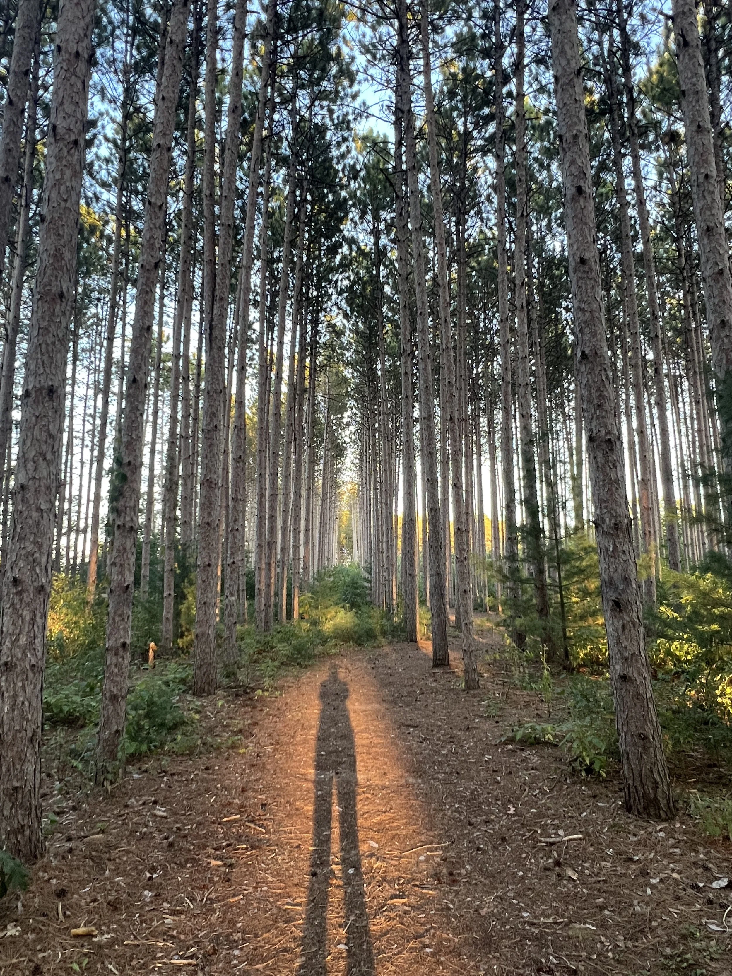 sun setting in the pine trees