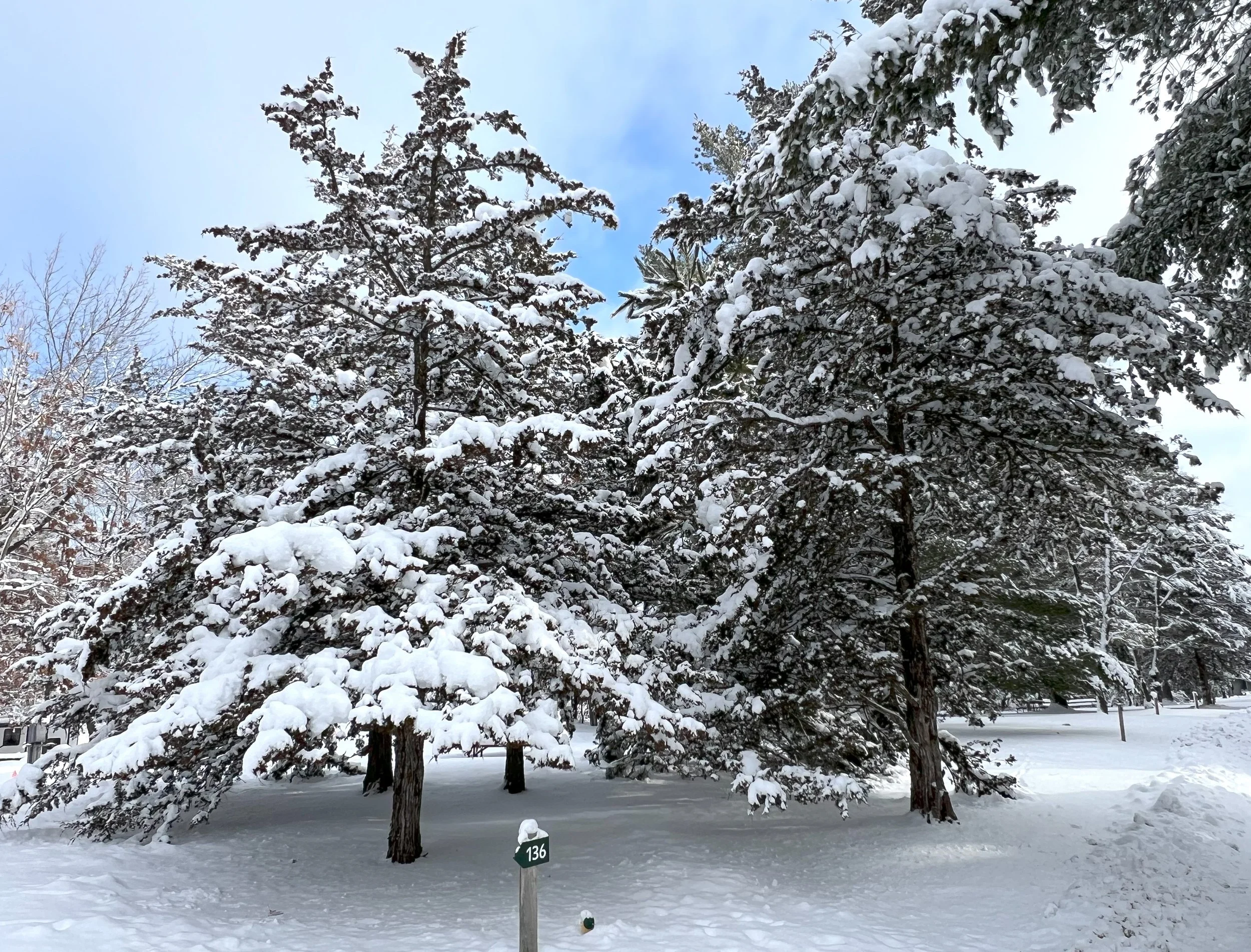 Snow-covered pine trees in winter