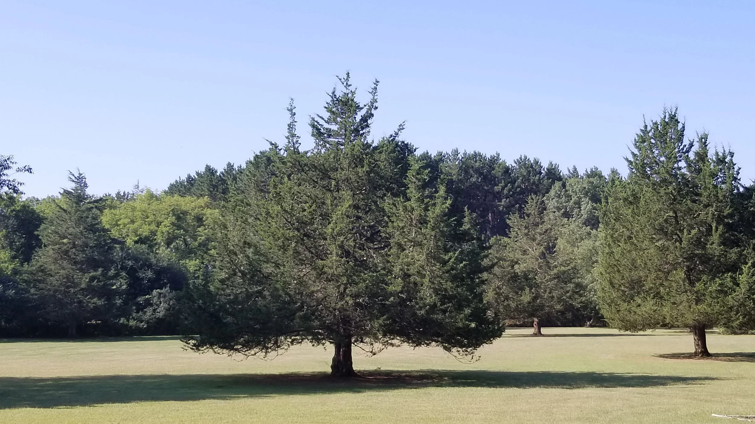 Large cedar trees and field