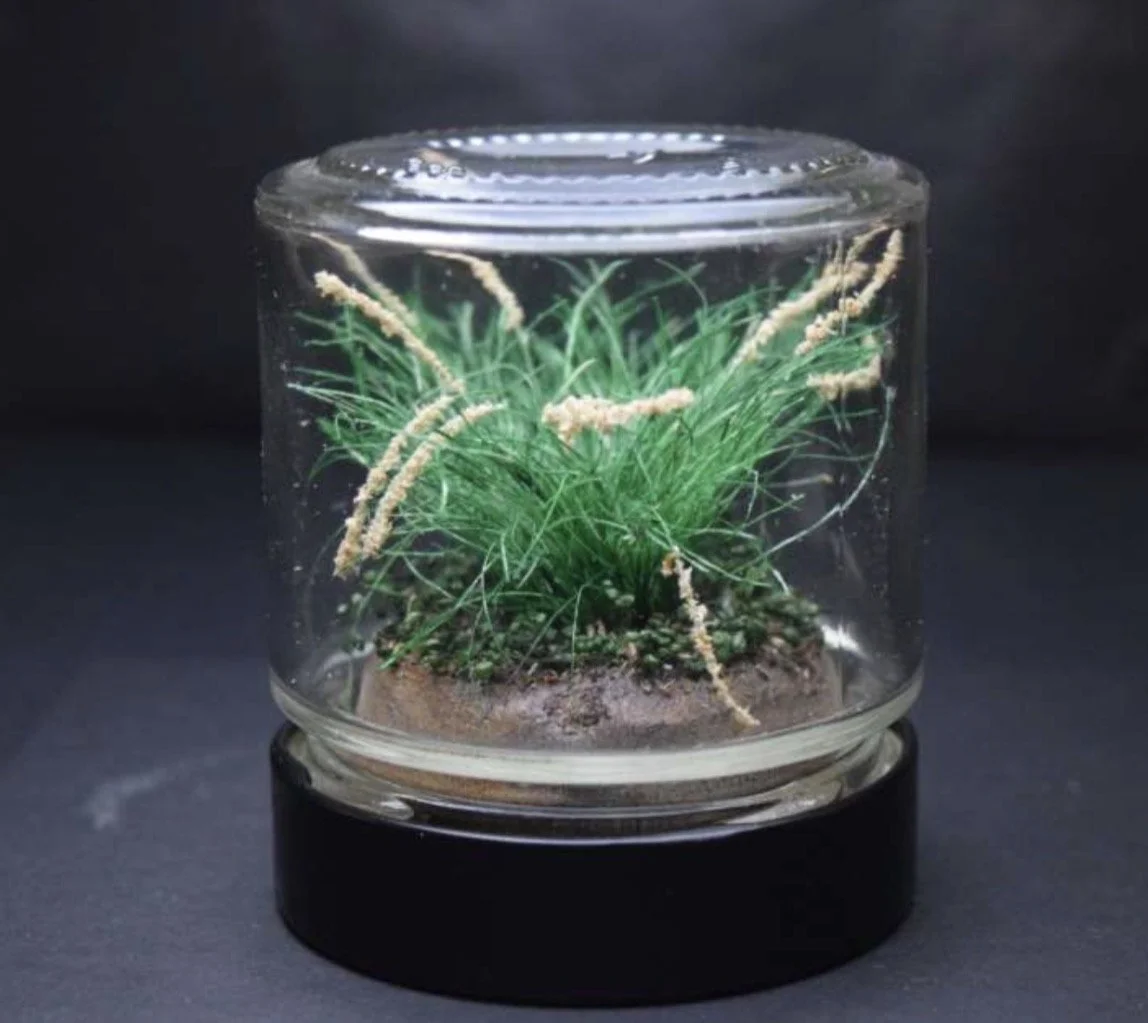 Poa