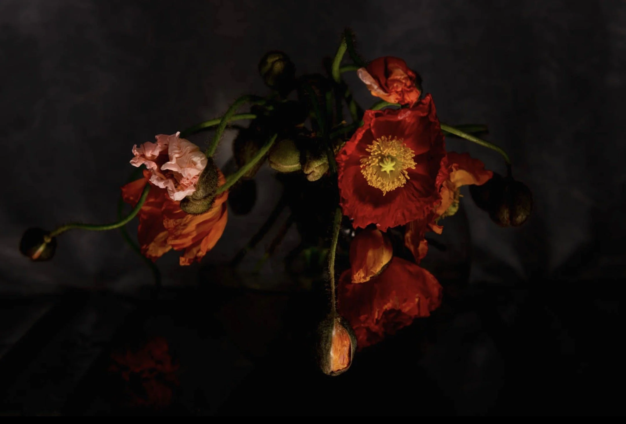 Poppies 1 by Elaine Batton