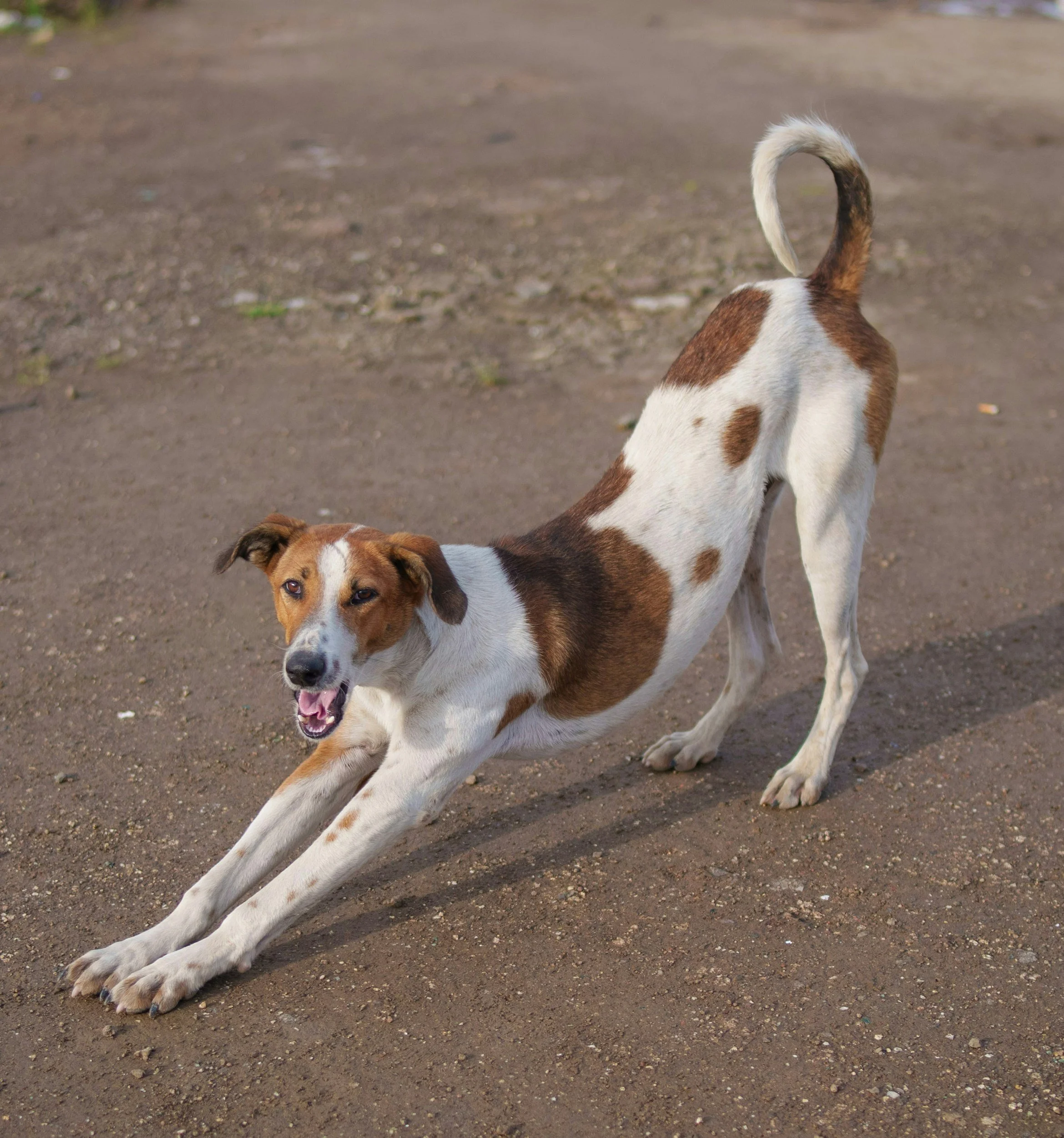 Simple Ways to Improve Joint Flexibility and Range of Motion in Your Senior Pet