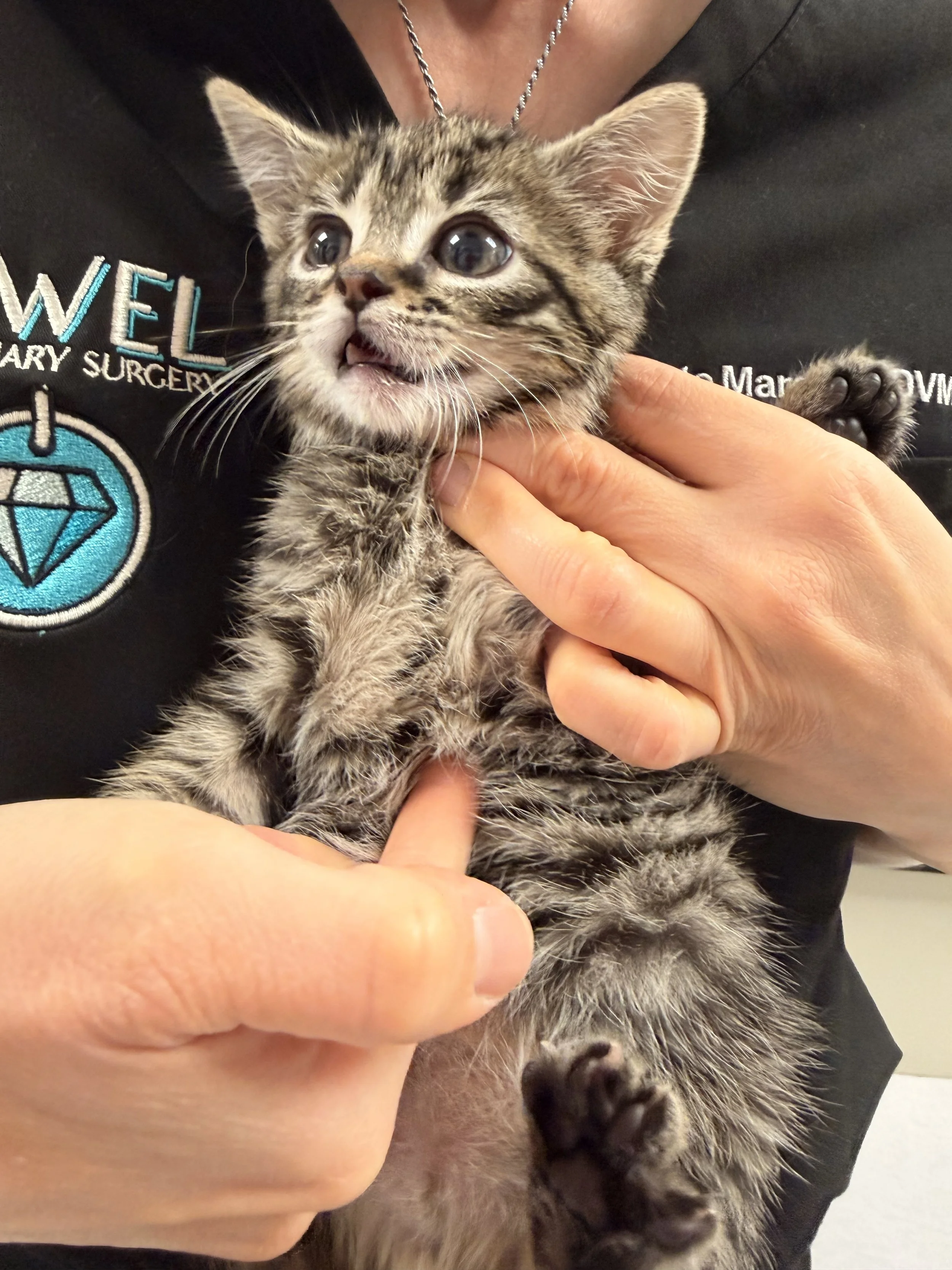 Understanding Pectus Excavatum in Dogs and Cats