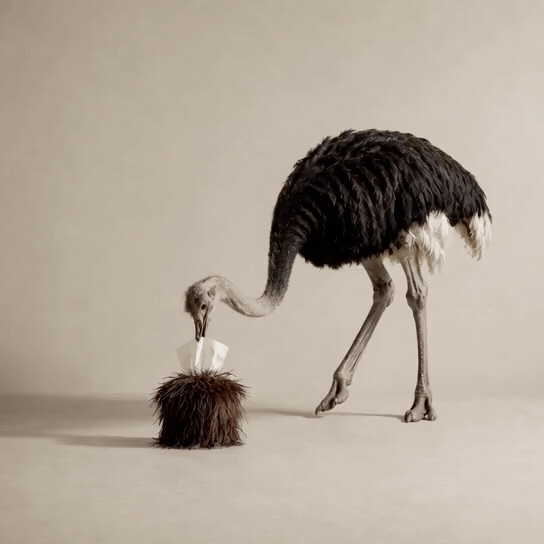 Sable Ostrich Tissue Box Cover