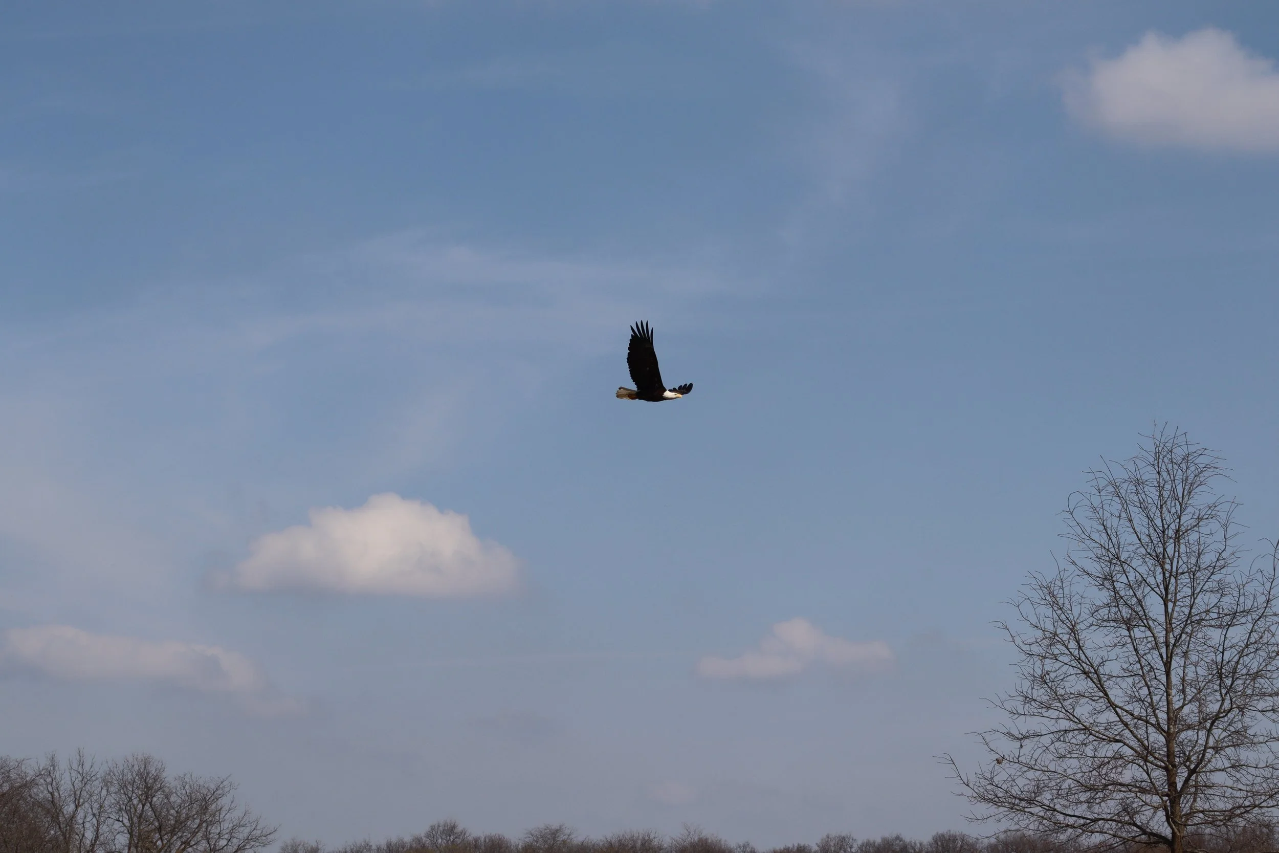 A bird soaring in the sky over a winter landscape with leafless trees and a few clouds.