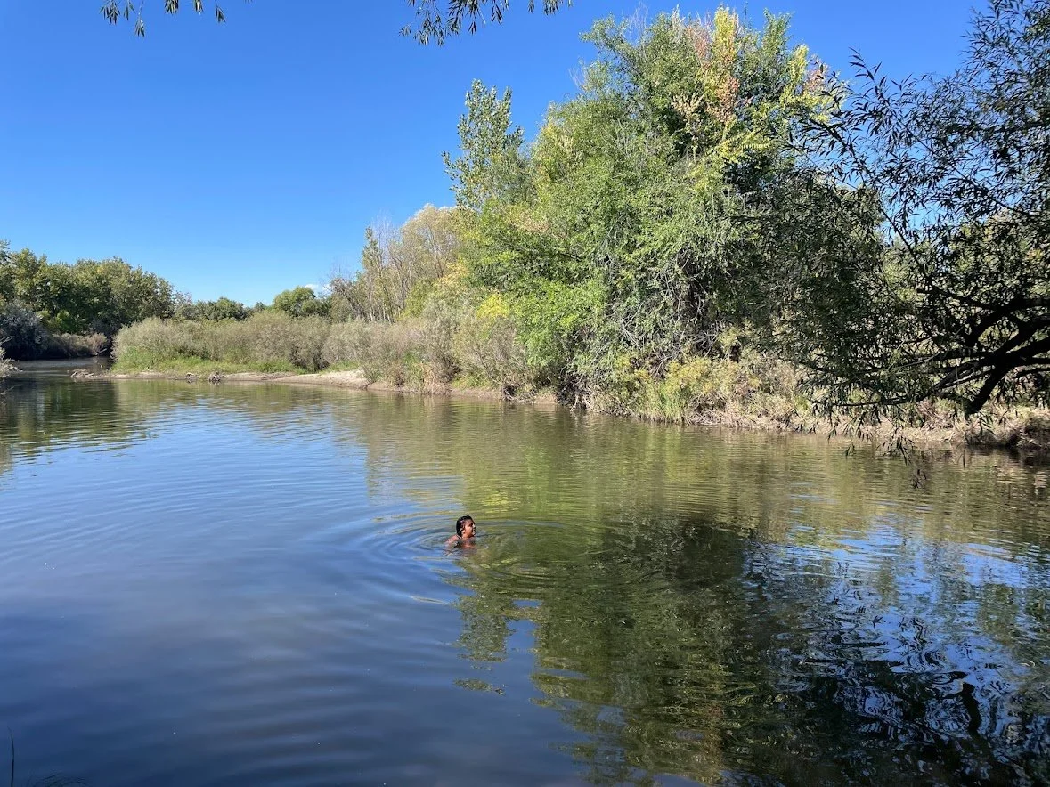 A person swimming in a calm river next to a lush, green, tree-lined bank on a sunny day with a clear blue sky.