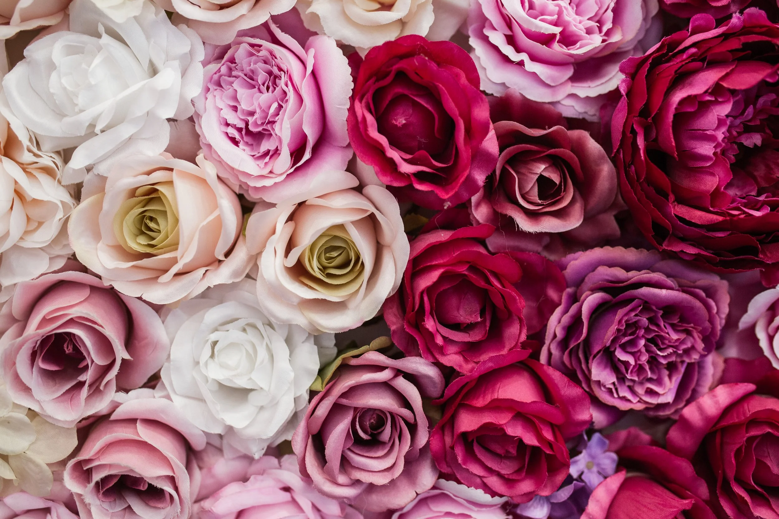 rose colour meanings