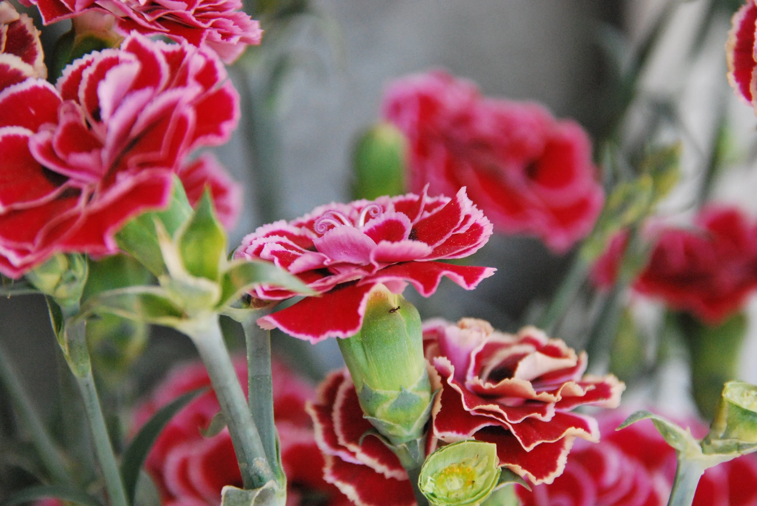 carnation flower symbolism
