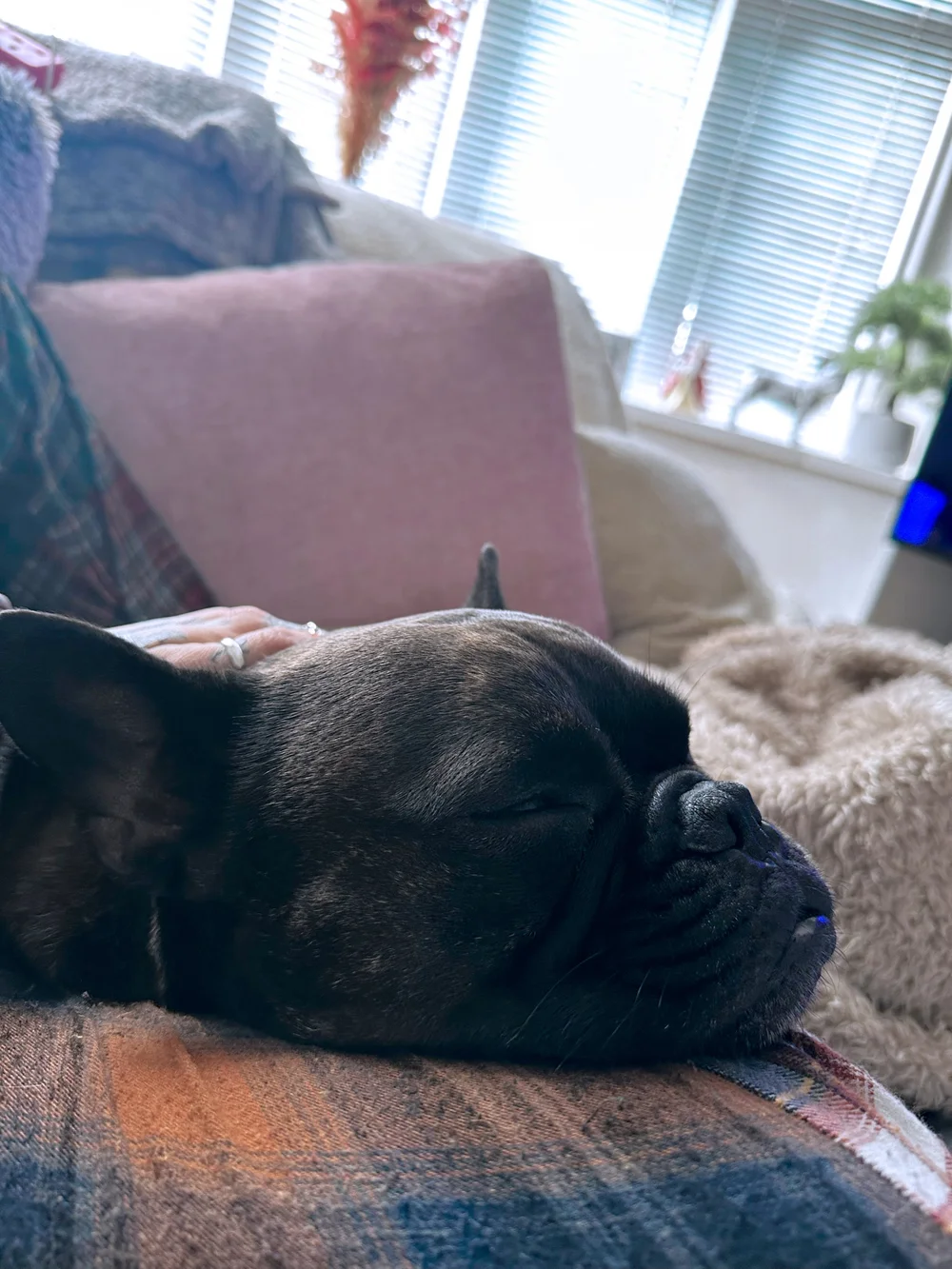 5CF8C4D5-FA3B-4C26-8117-7D95B66B5A38 2.JPEG