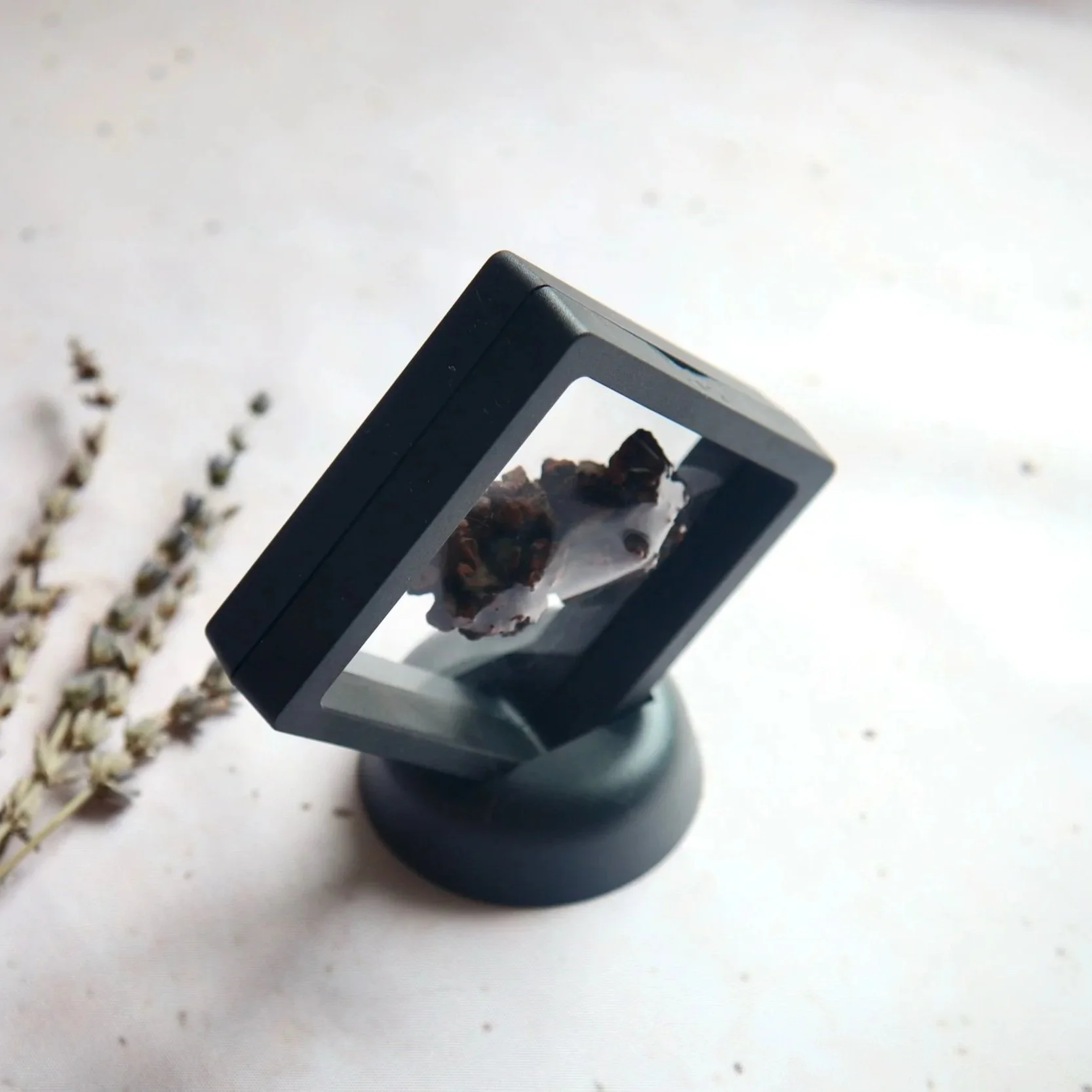 Coprolite fossil display measuring approximately 7 × 7 cm, showing the specimen through the transparent frame.
