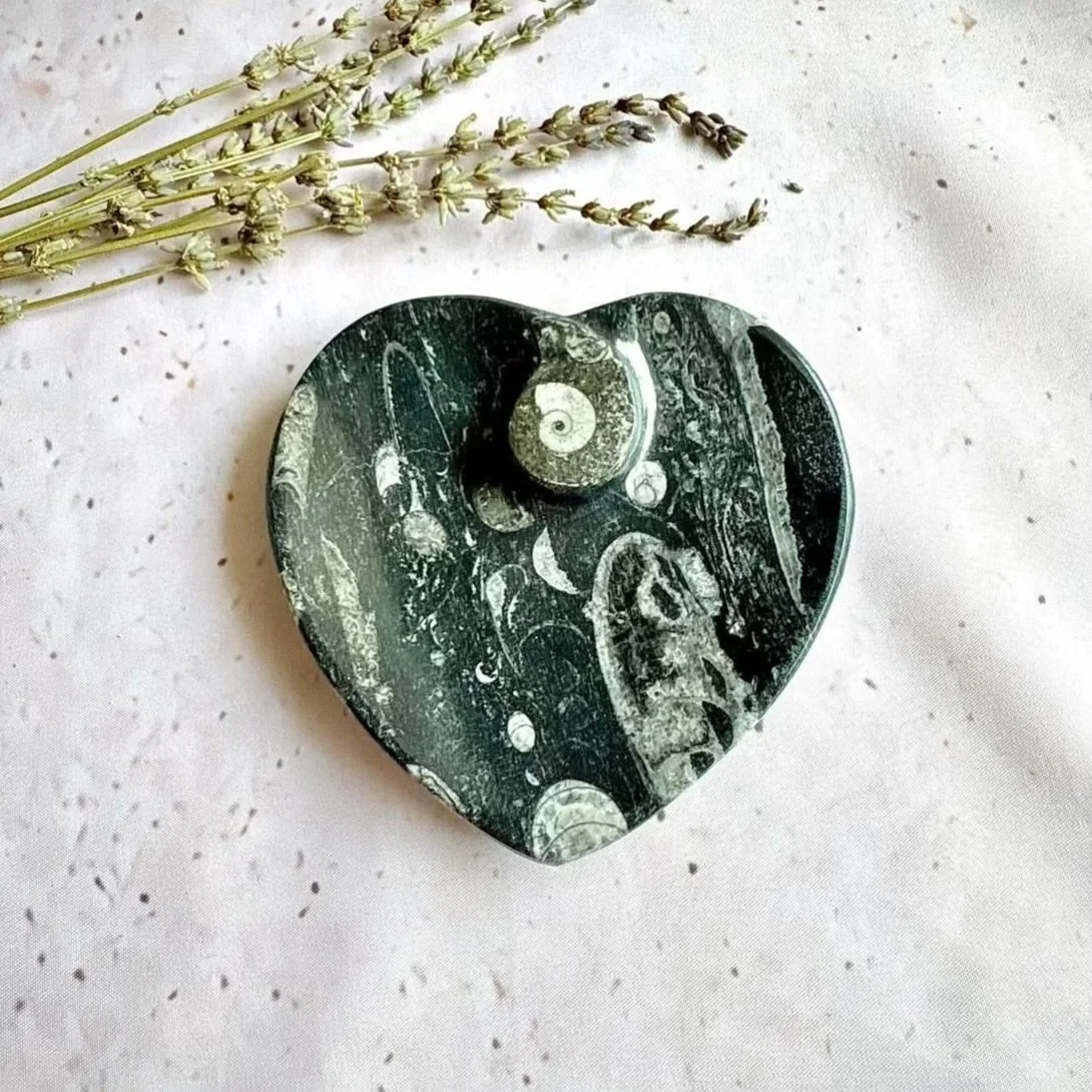 Orthoceras fossil heart dish measuring approximately 10cm by 11cm