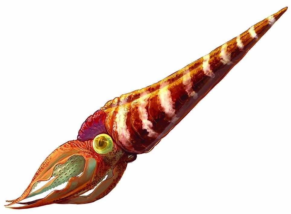 Orthoceras: Ancient Cephalopods Preserved in Stone