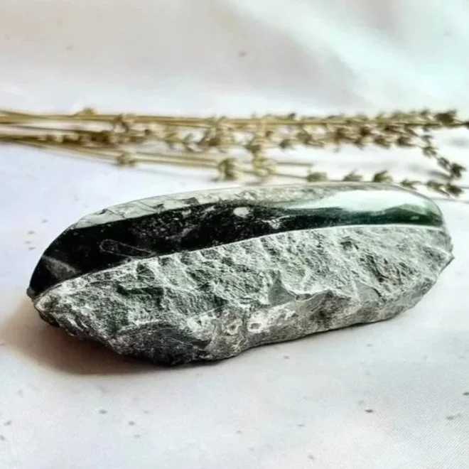 Orthoceras Fossil Plaque | 13cm