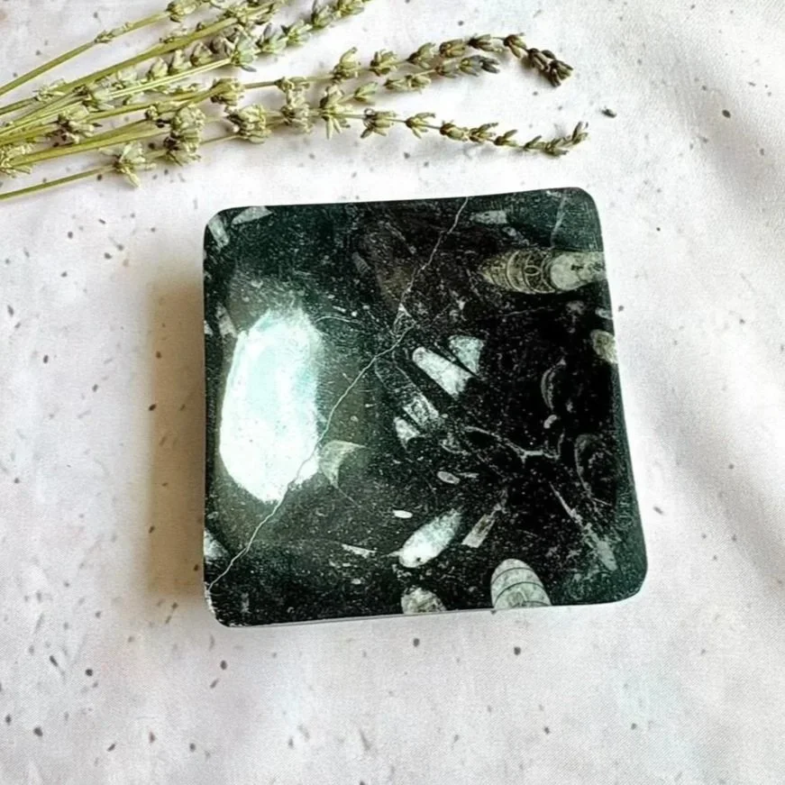 Polished Orthoceras fossil dish featuring naturally preserved fossil patterns