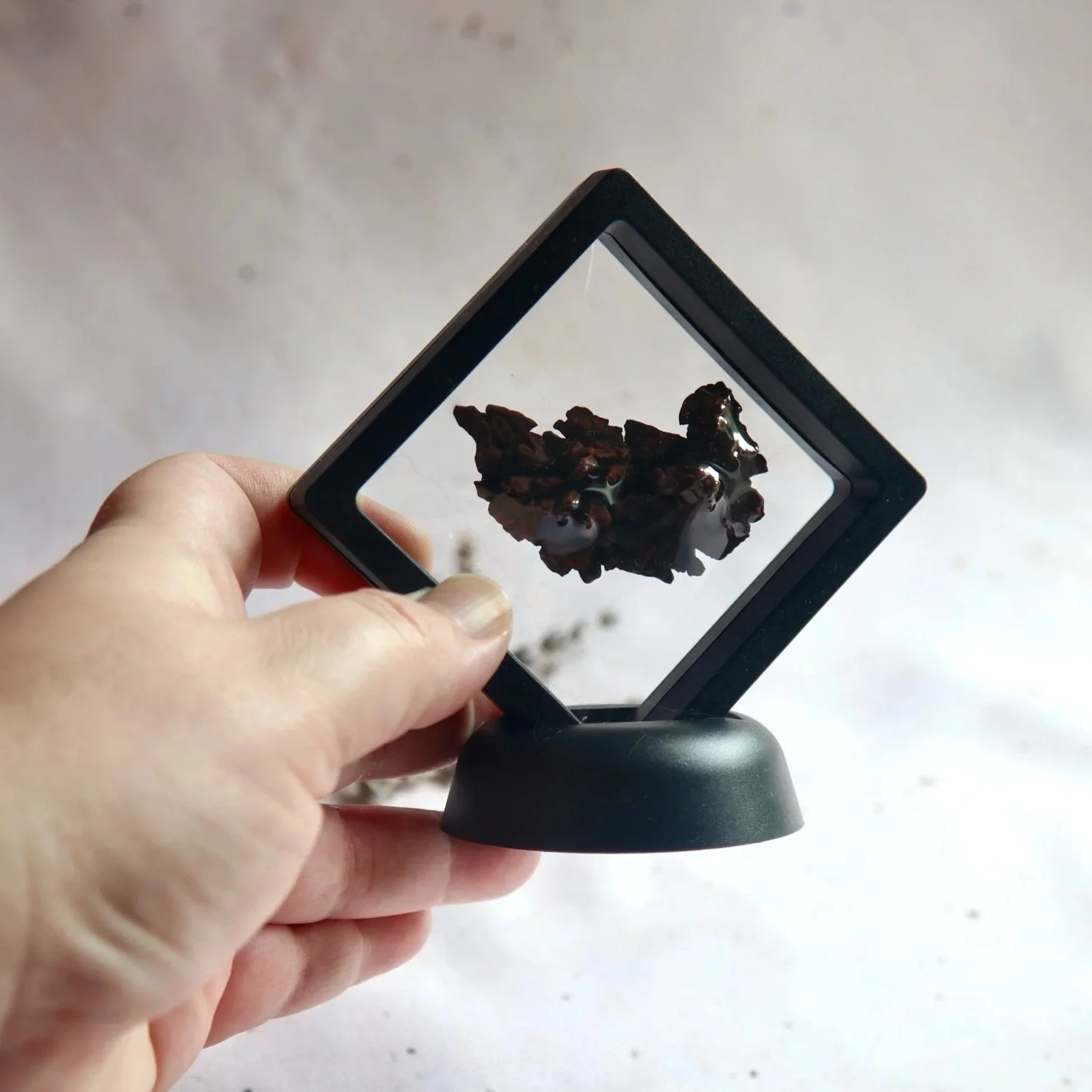 Fossilised faecal material presented in a black floating display with a freestanding base.