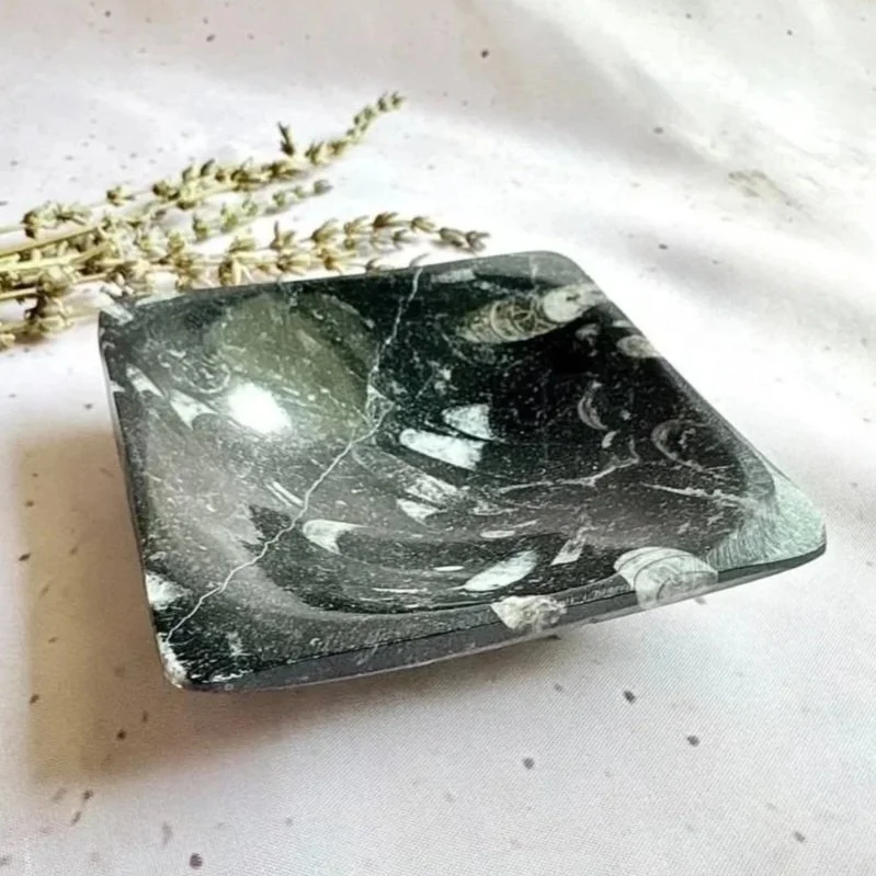 Orthoceras Fossil | Square Trinket Dish