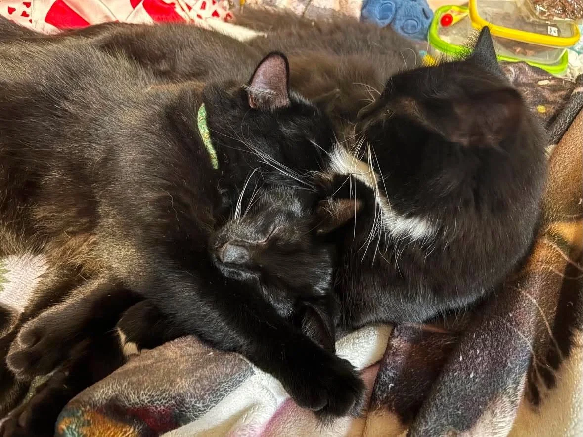 Arli, Archer & Karma