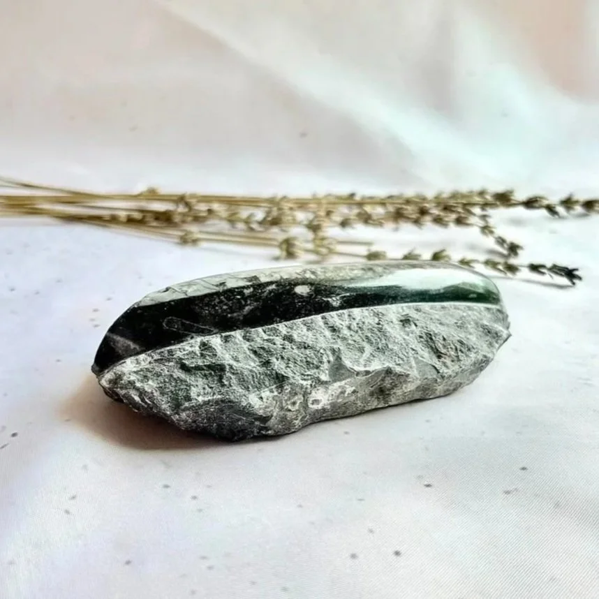 Orthoceras fossil plaque measuring approximately 13cm long and 9cm wide