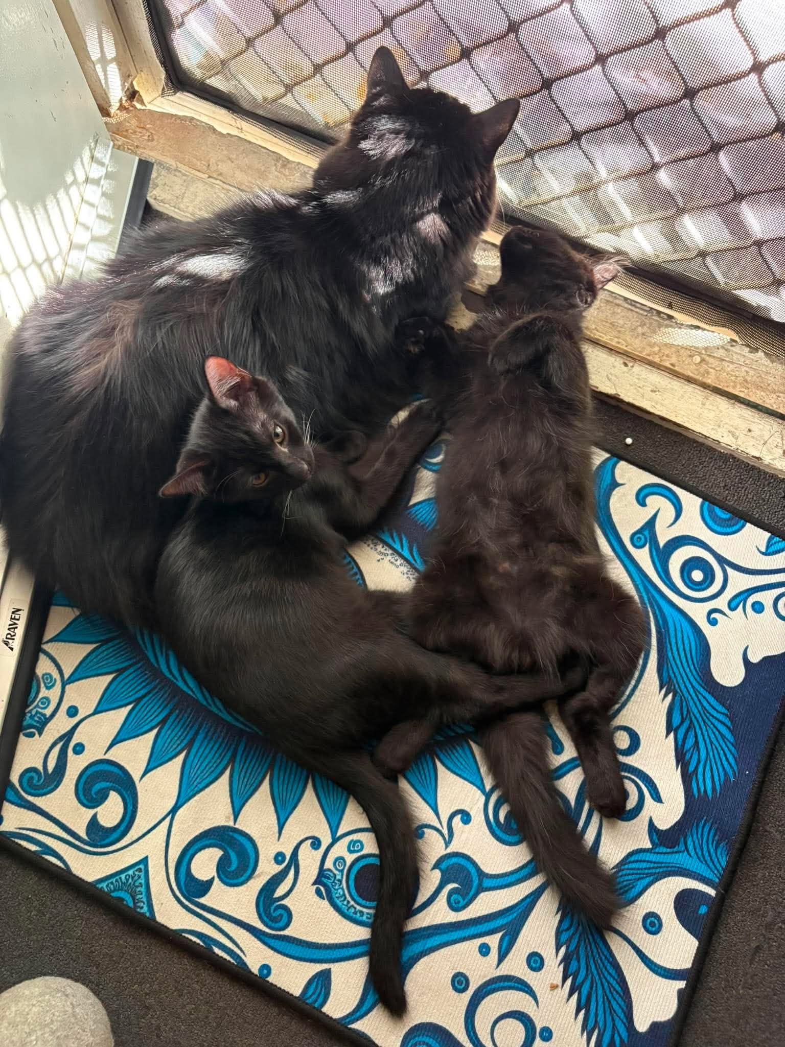 Arli, Kamra & Archer