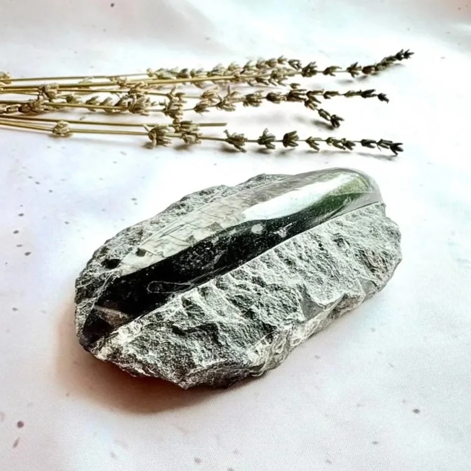Natural Orthoceras fossil display piece featuring preserved ancient marine fossils