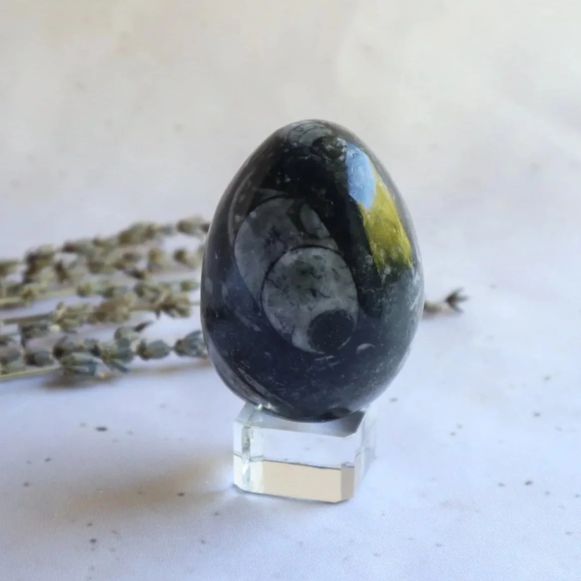 Polished Orthoceras fossil egg with visible ancient fossil patterns