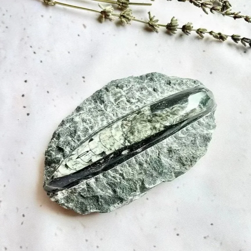 Polished Orthoceras fossil plaque suitable for fossil collections and home décor