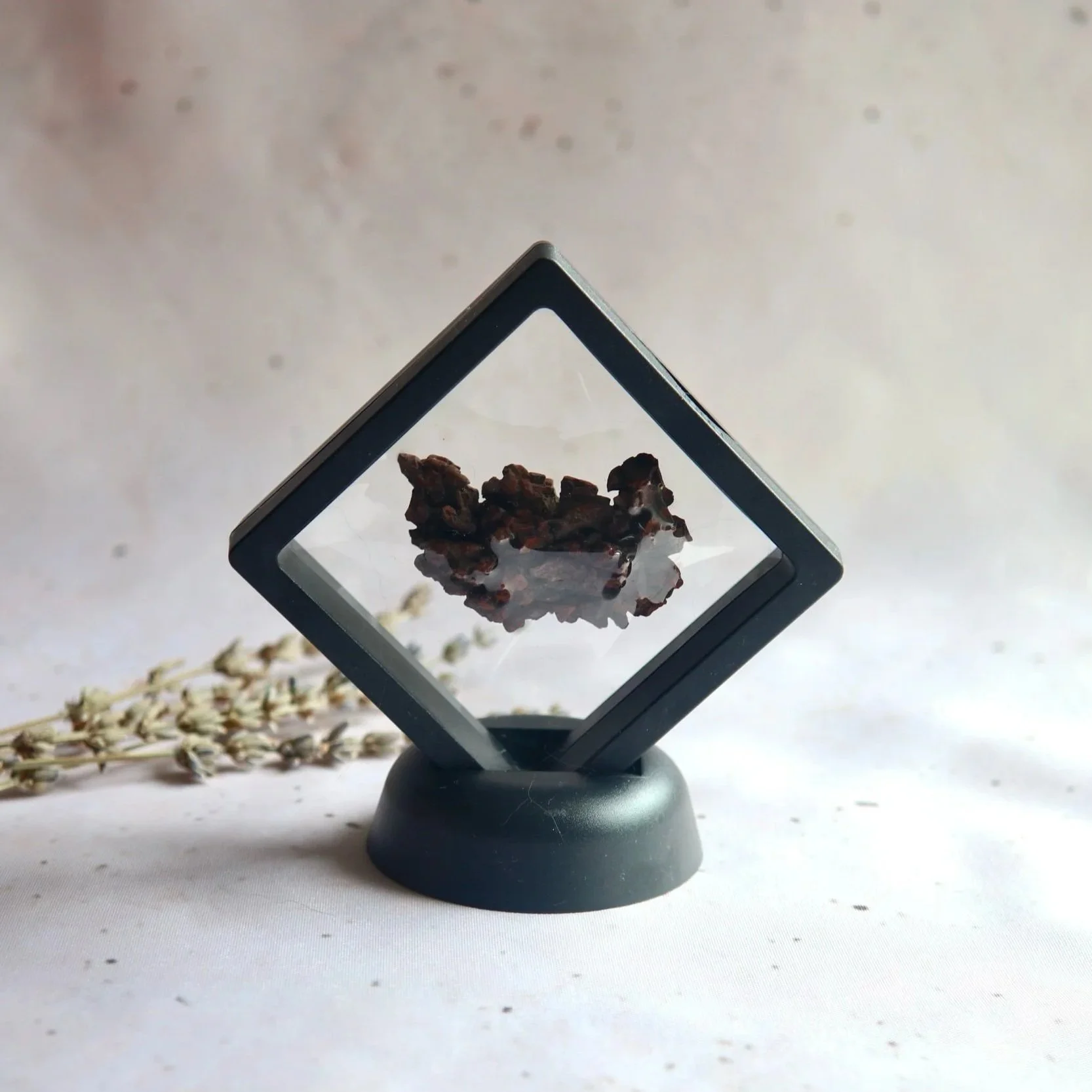 Coprolite fossil displayed in a black diamond-shaped floating frame with a matching stand.