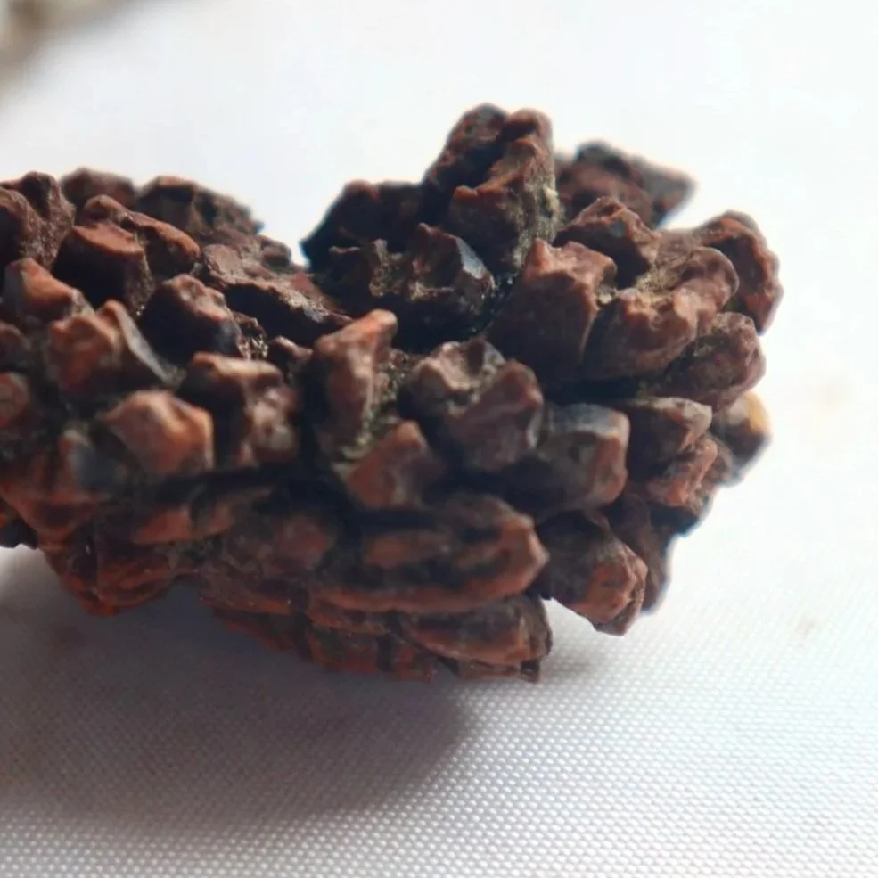 Close-up of a natural coprolite fossil