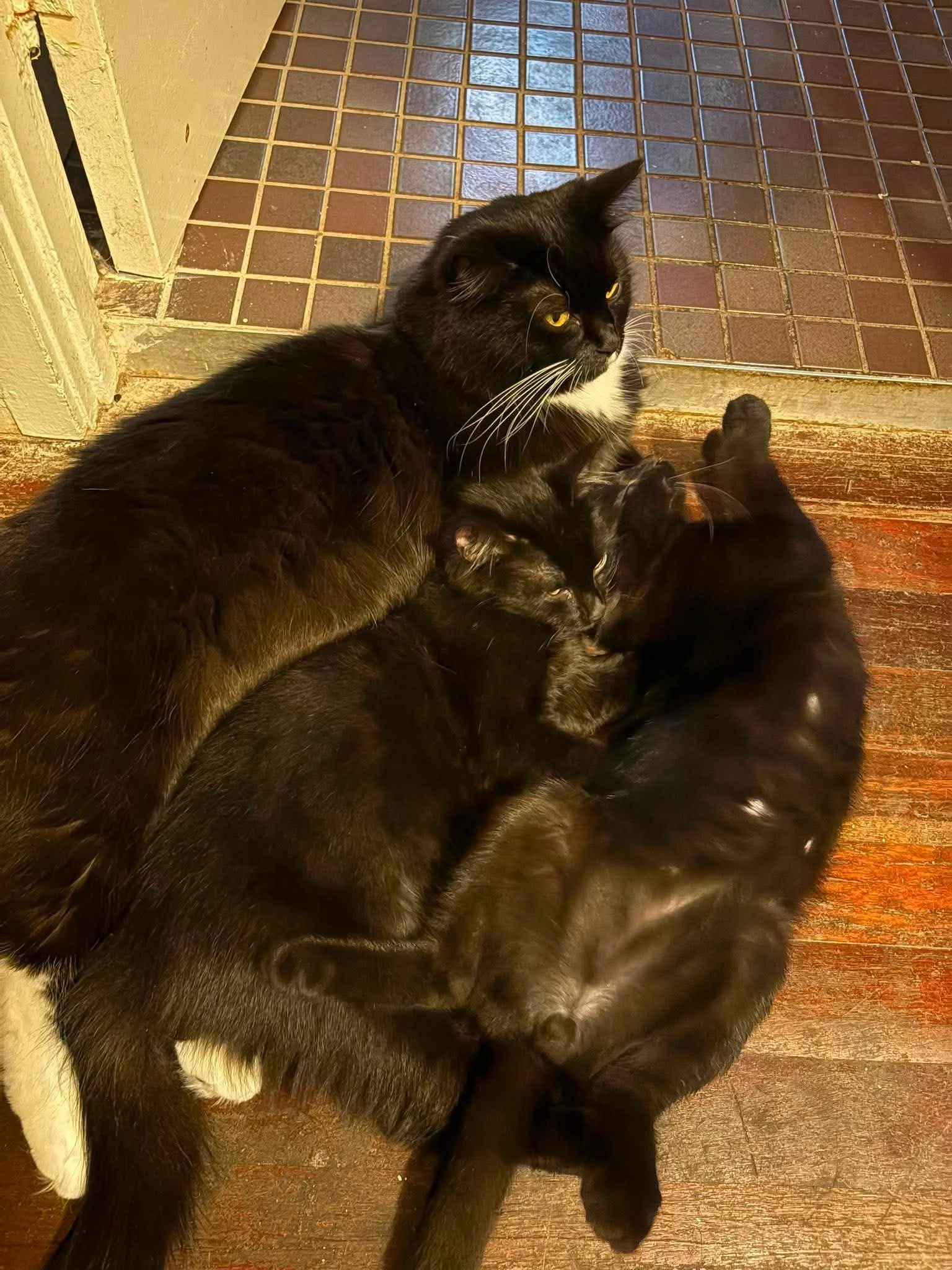 Arli, Archer & Karma