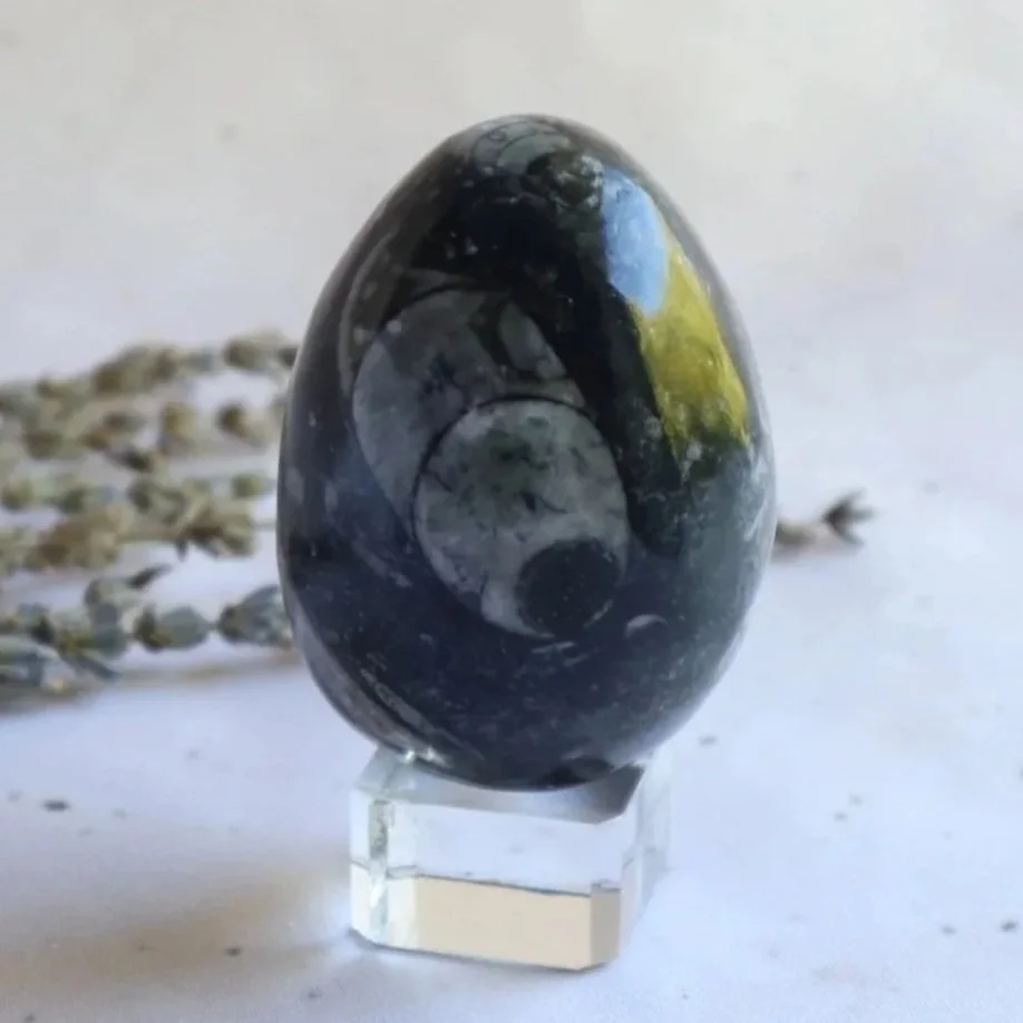 Orthoceras | Fossil Egg