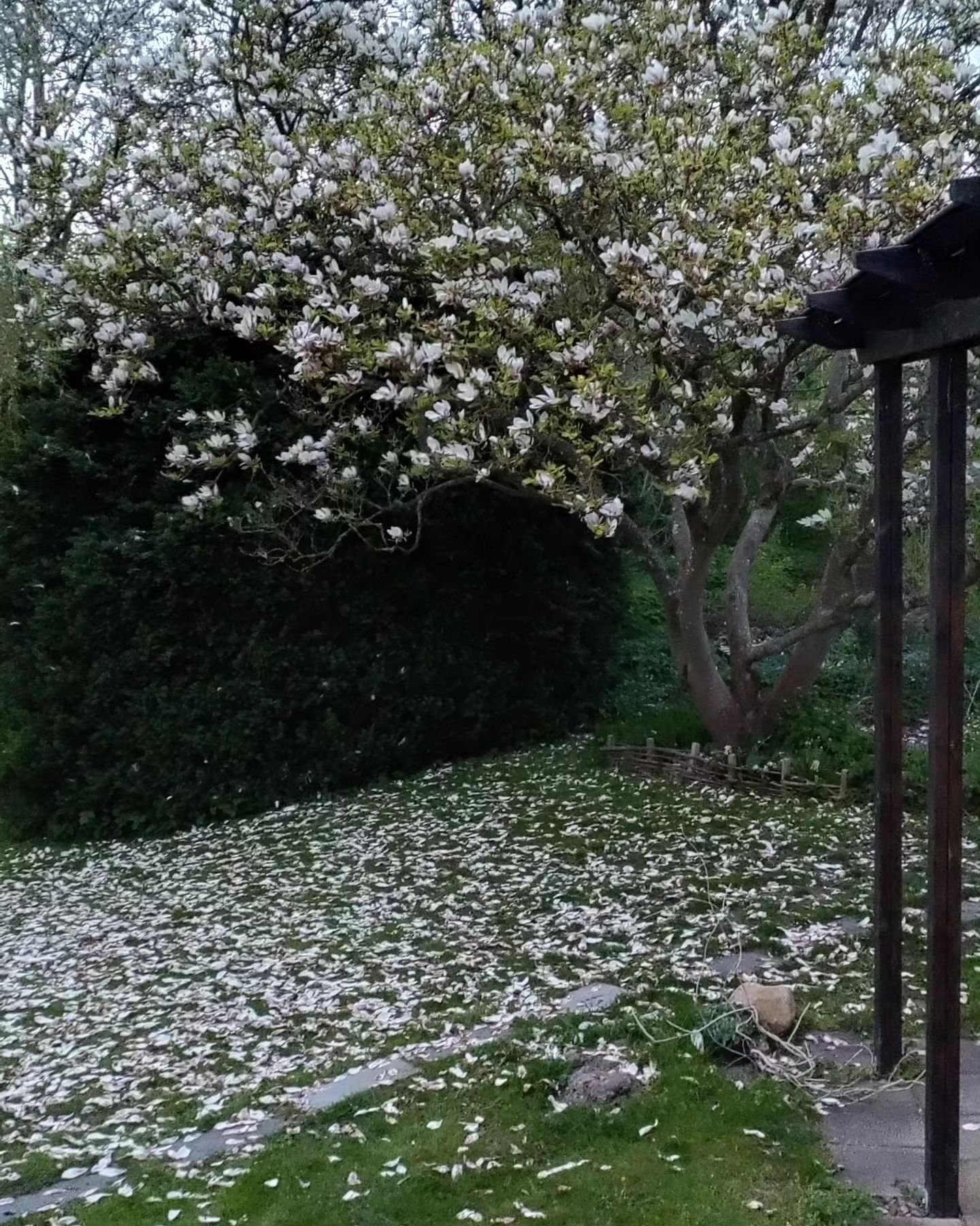 Magnolian blommade s&aring; fint n&aring;gra dagar... Sen kom bl&aring;sten... Och iofs &auml;r det ju s&aring; vackert med blomblad p&aring; gr&auml;smattan