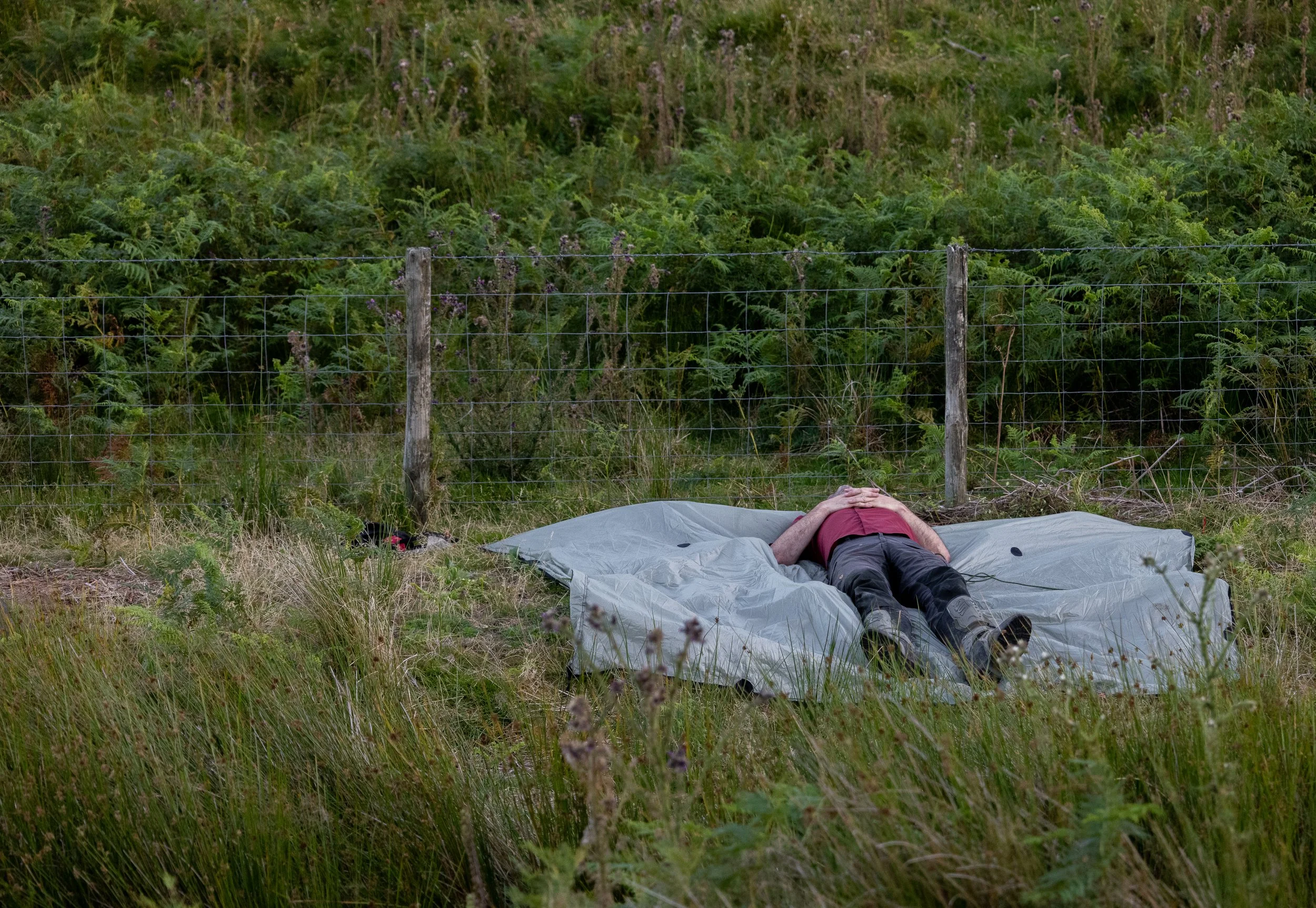 Jim checks the placement of his tarp. We were setting up a wild bivi in grass favoured by ticks. The tarp was a handy barrier. Wales. 2025.