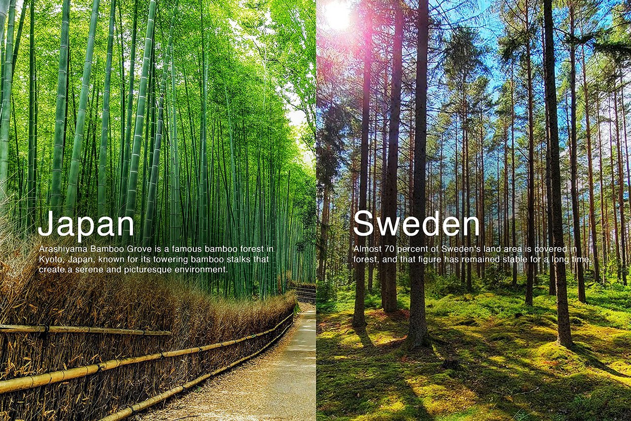 The-bond_forest.jpg