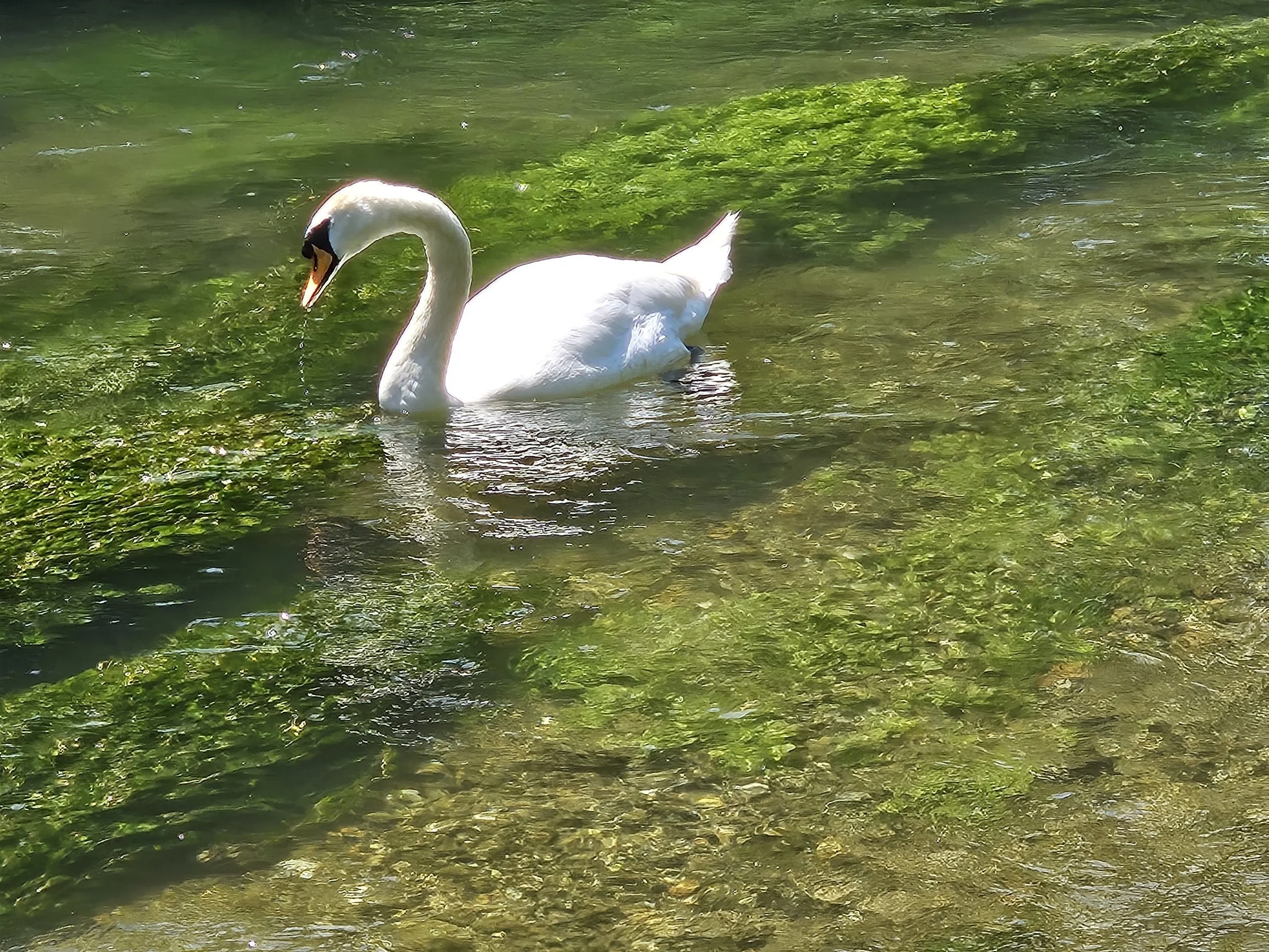 Swan on the Itchen River at Martyr Worthy_20250618_125531.jpg