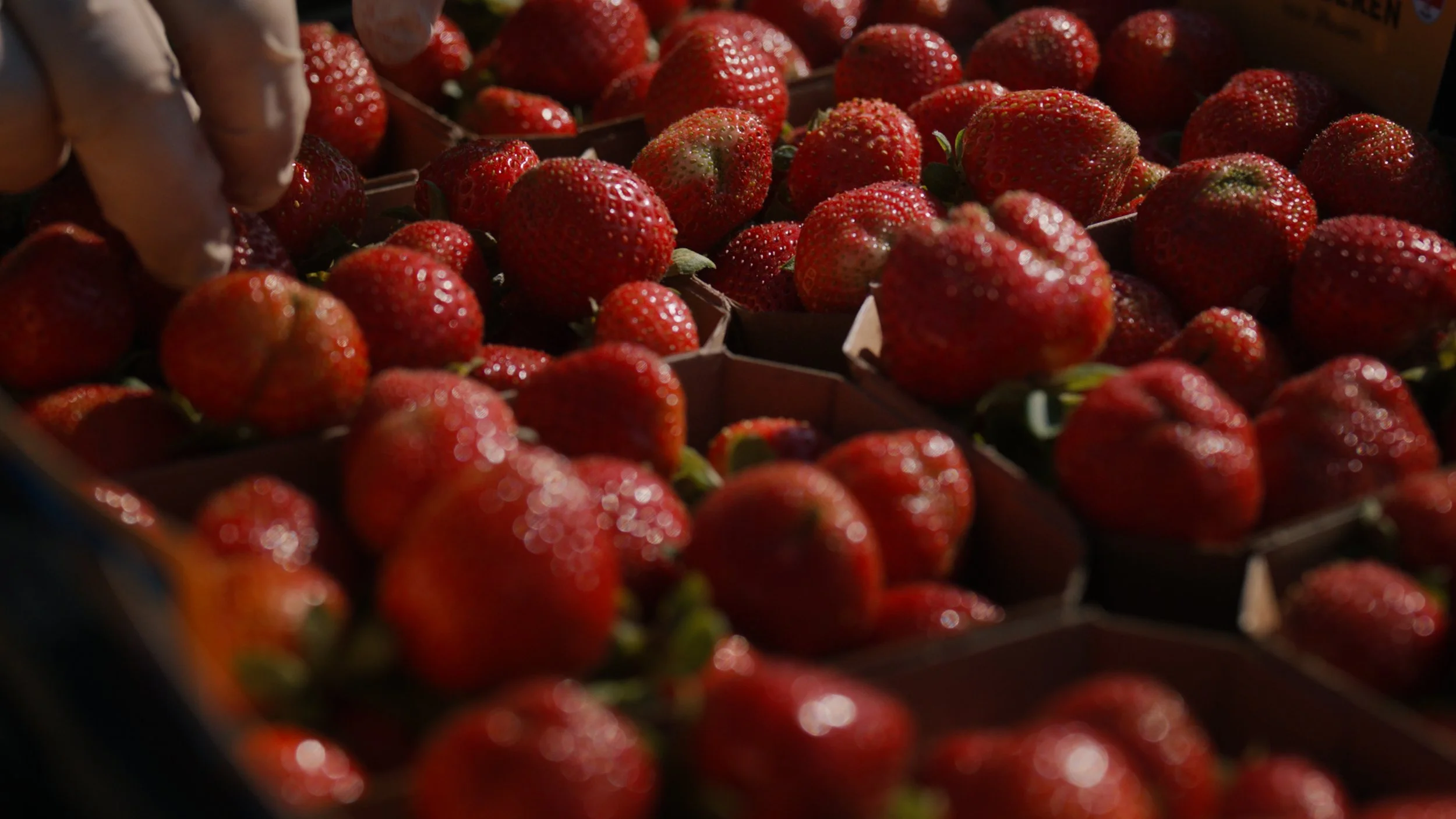 Eine Hand fährt über Körbe von frisch gepflückten Erdbeeren
