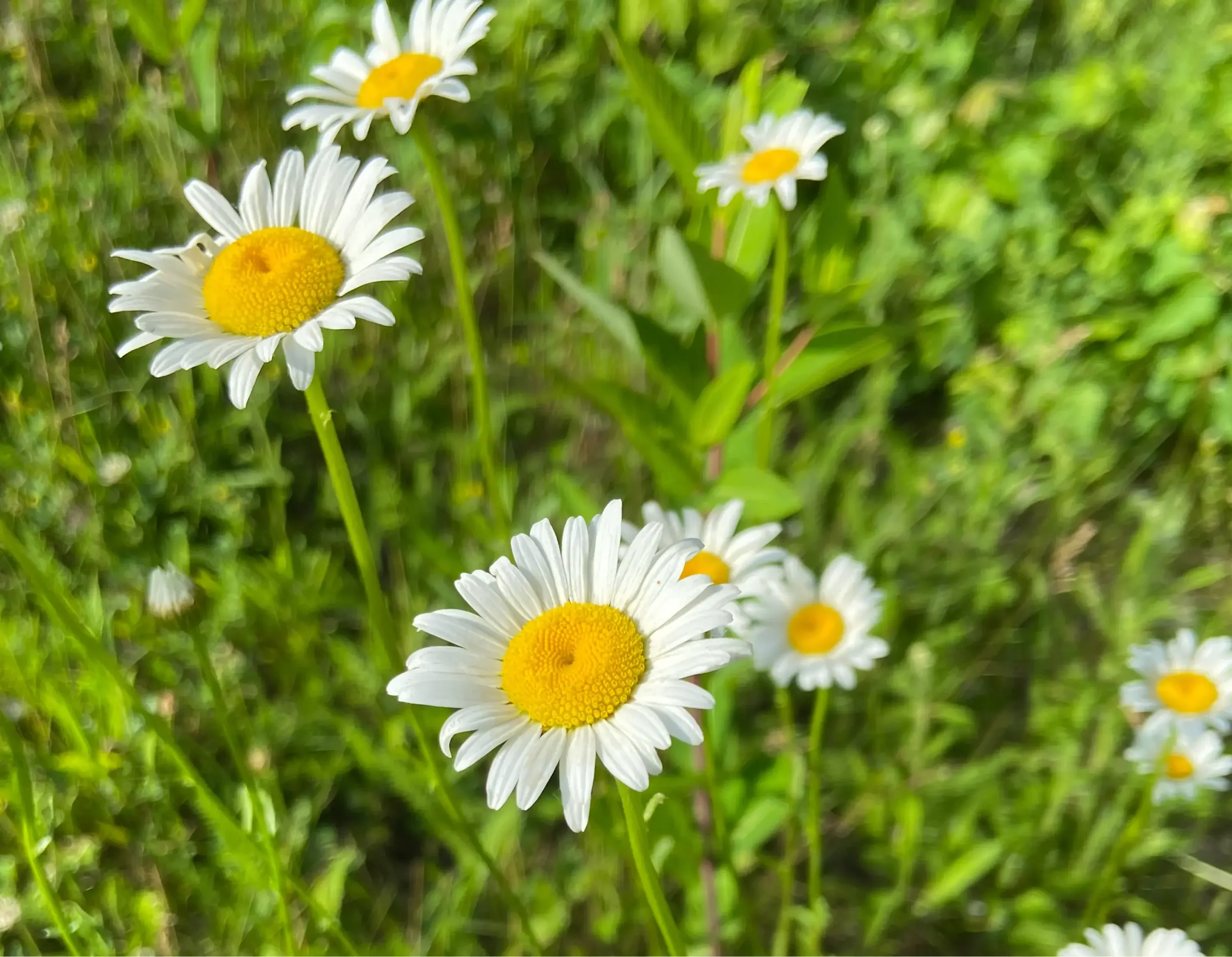 Daisies