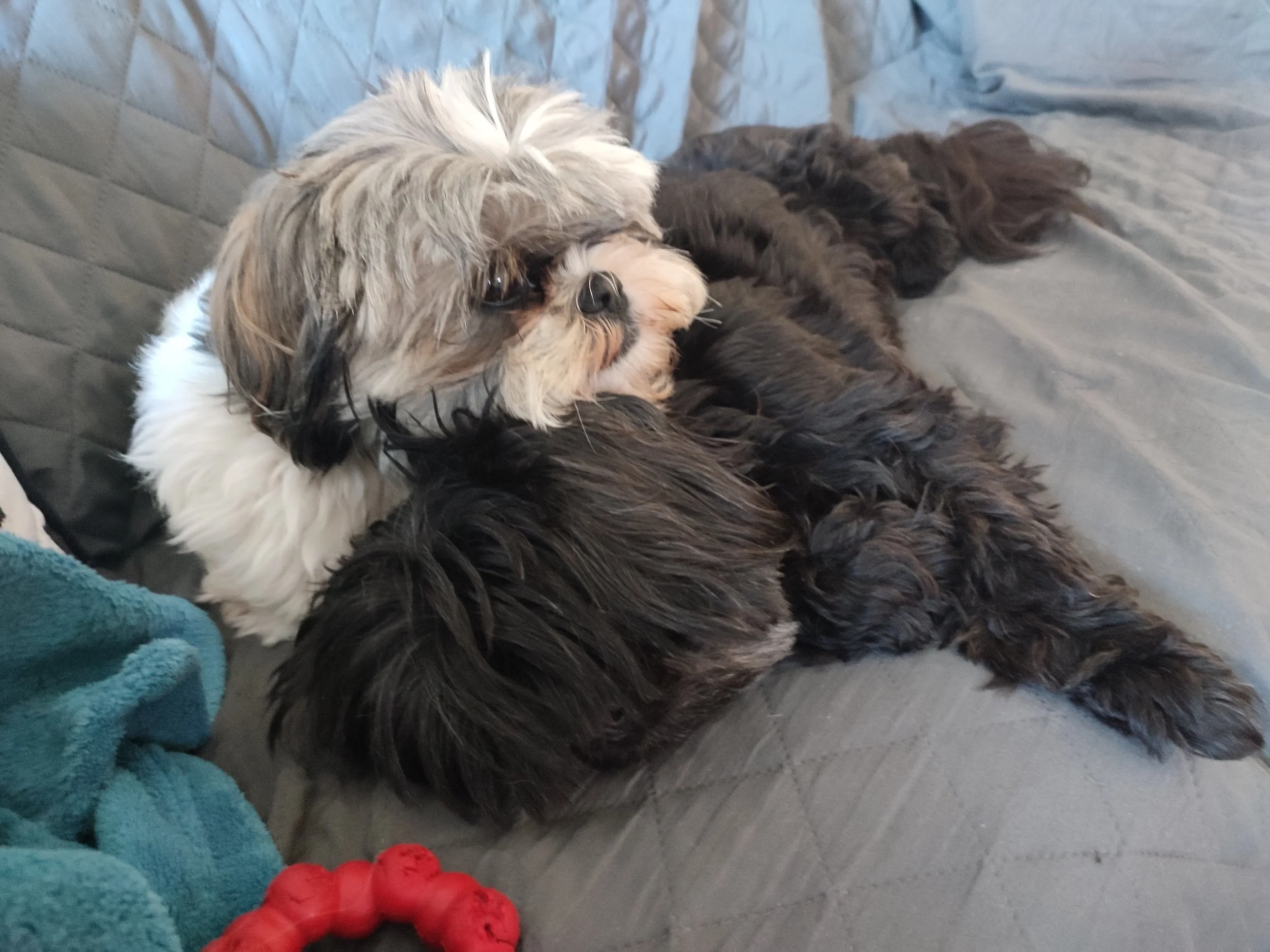 Een geschikte hondentherapeut vinden… Onmogelijk?